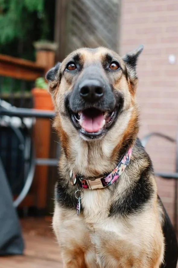 Michelle Noble, freelance editor's dog, a black-and-tan German shepherd.
