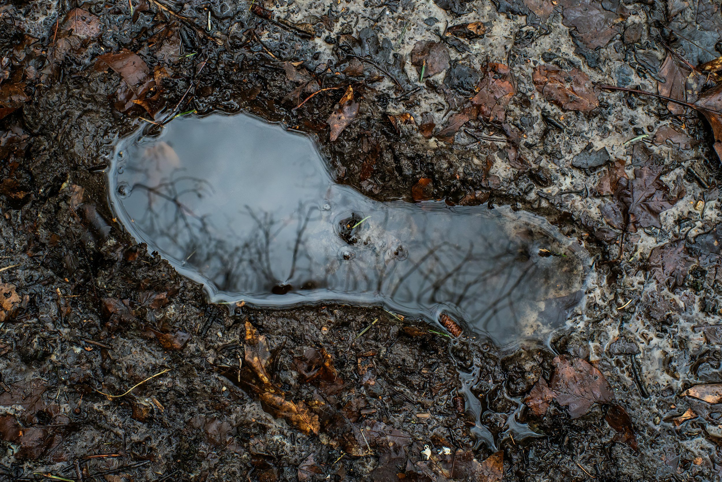 Puddle of water on muddy ground surrounded by wet, decayed brown leaves and small twigs.