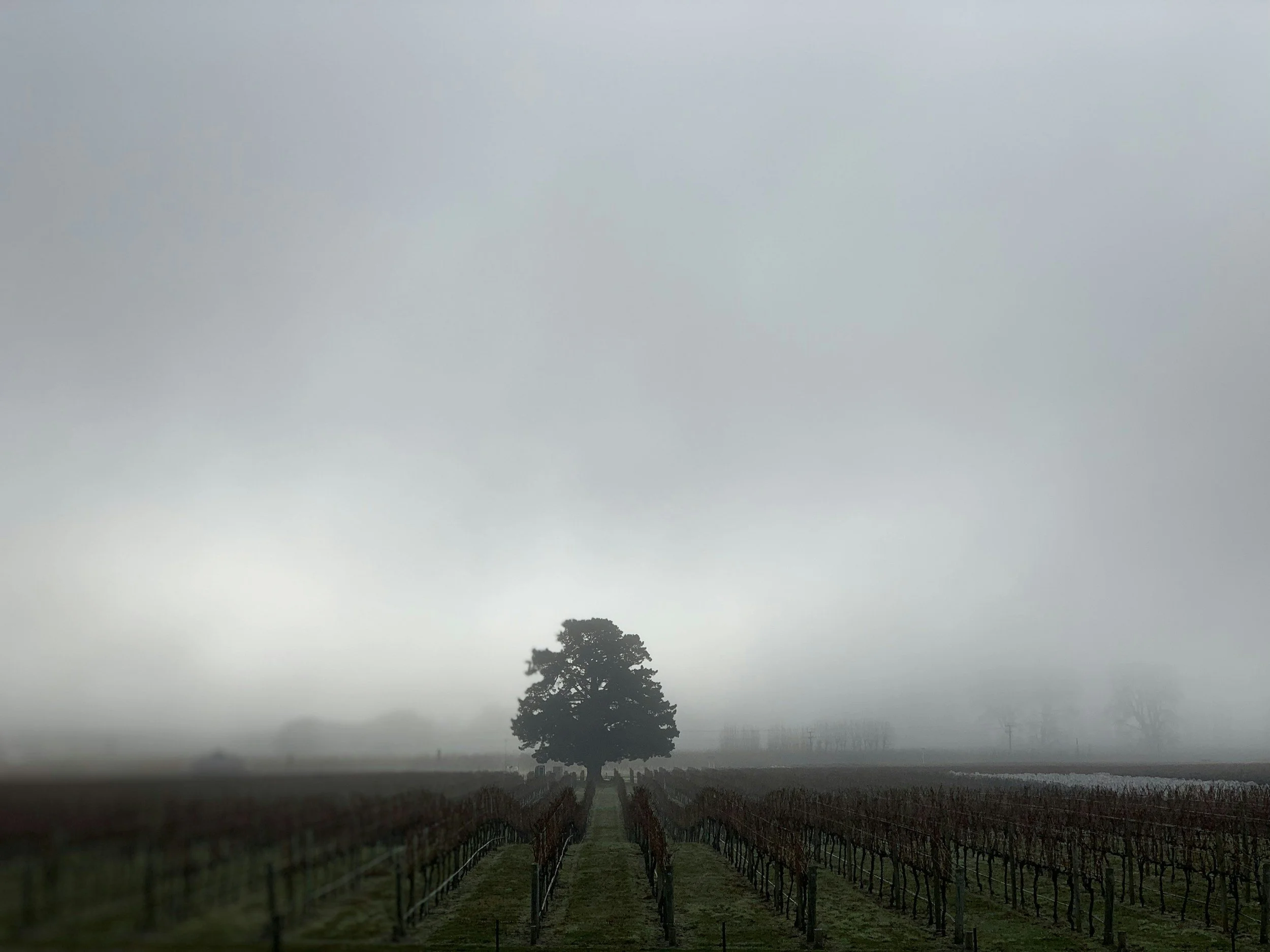 A misty vineyard with rows of grapevines and a large solitary tree in the center, under a foggy sky.