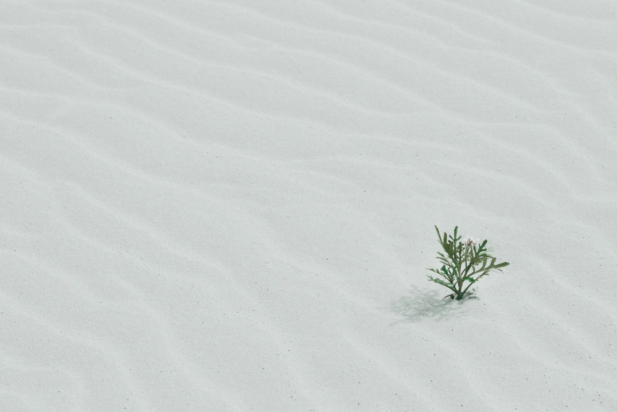 A small green plant growing in pristine white snow.