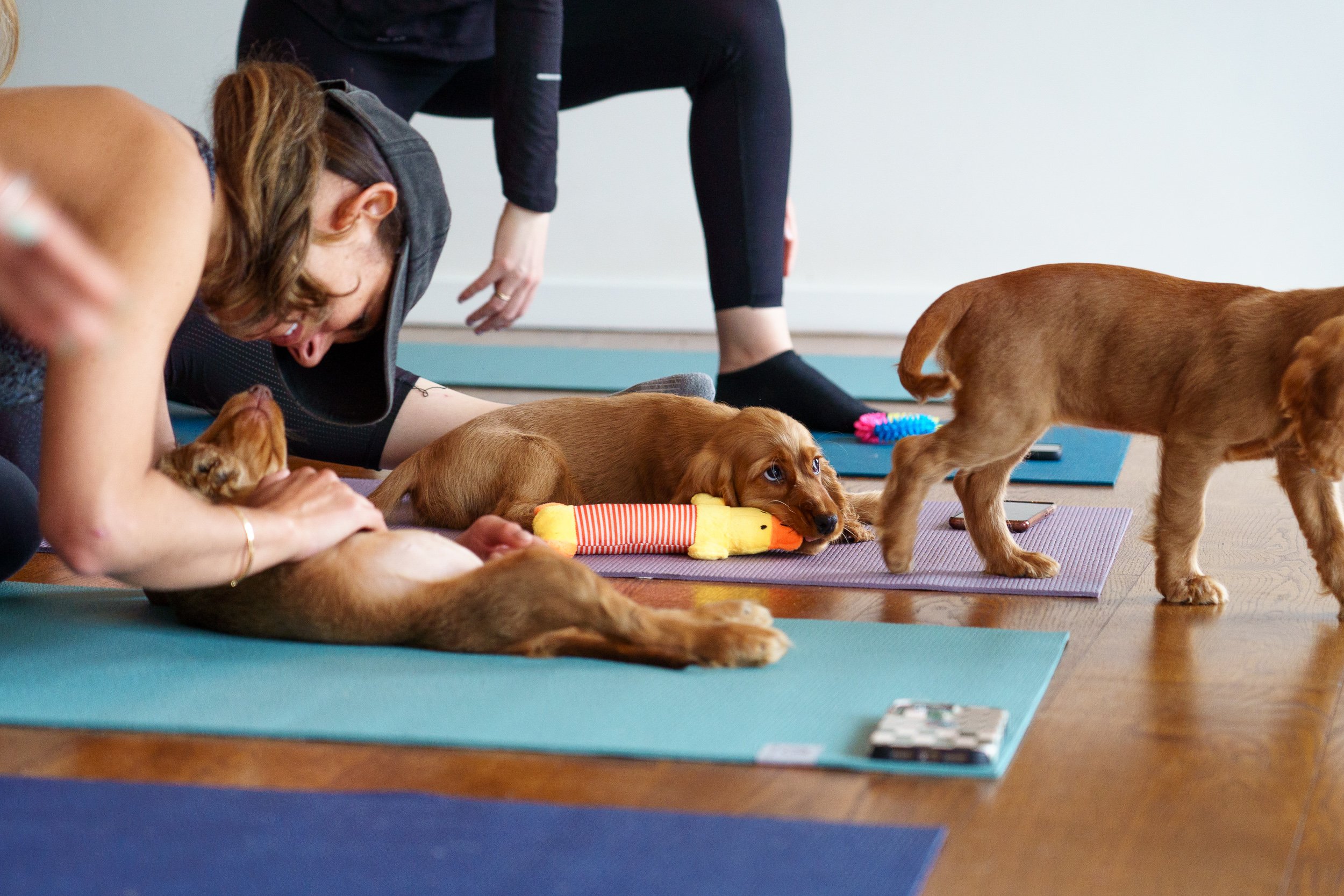 Puppy yoga classes near me