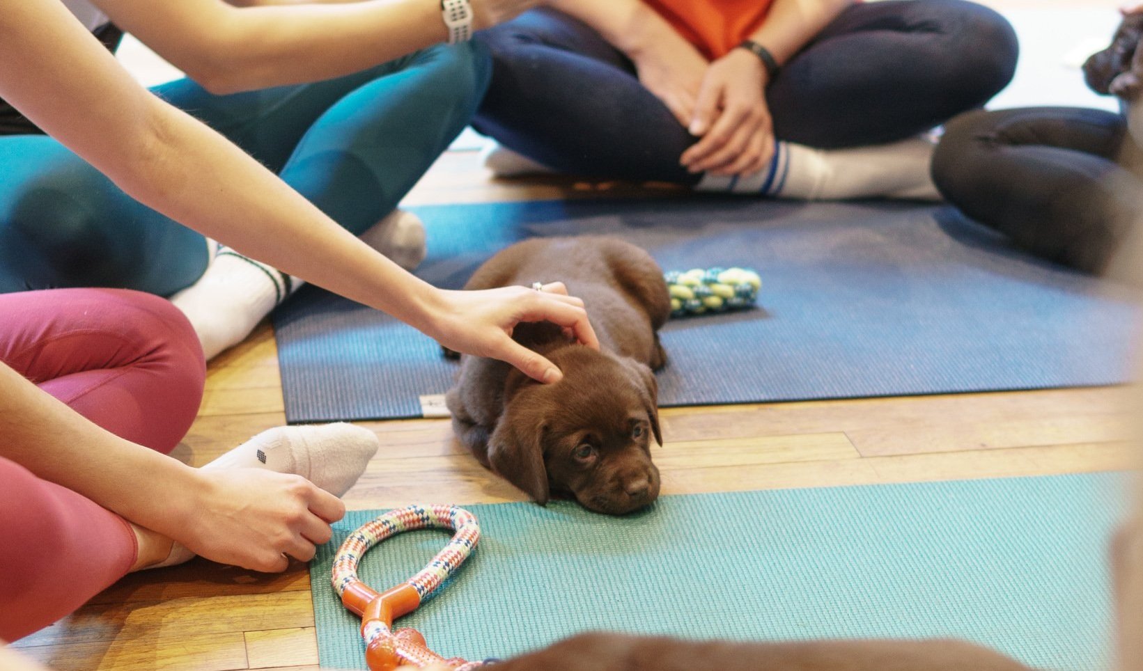Puppy Yoga London, Puppy Yoga Classes London