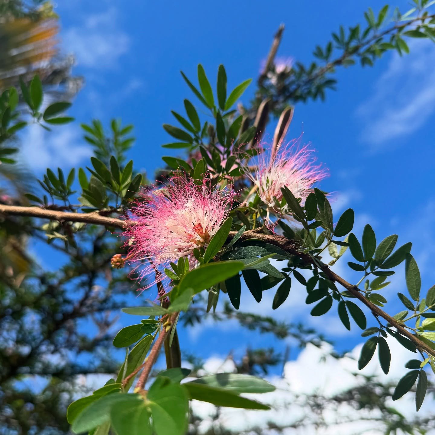 We are here in the Amazon rainforest having come full circle in many ways as we are about to begin a month of cave diving in the spirit world with ayahuasca in the masterful Shipibo lineage. A non beginner retreat first for those who are at an interm