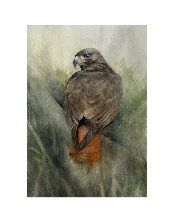 Red-Tailed Hawk