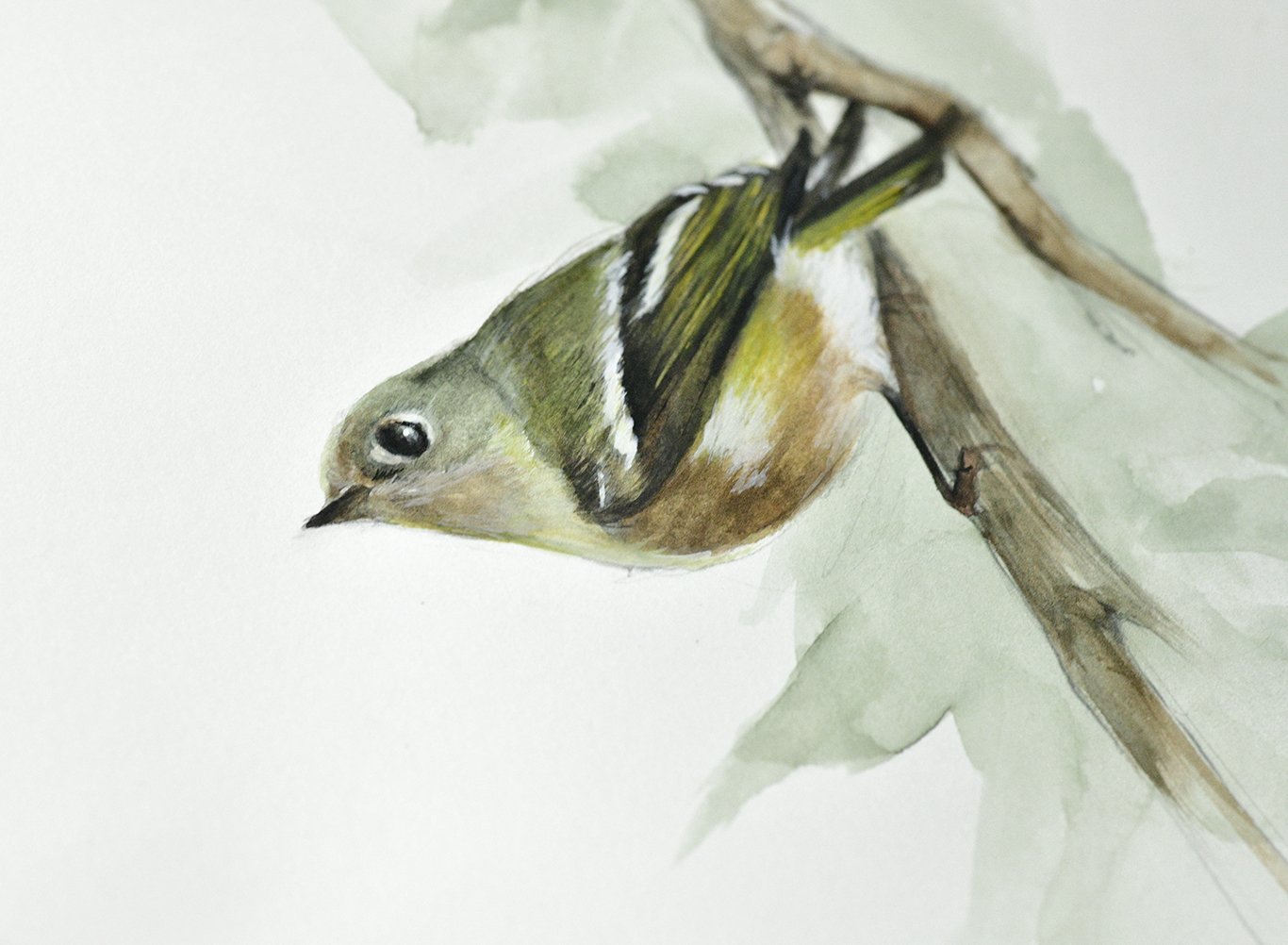 Ruby Crowned Kinglet Detail.jpg
