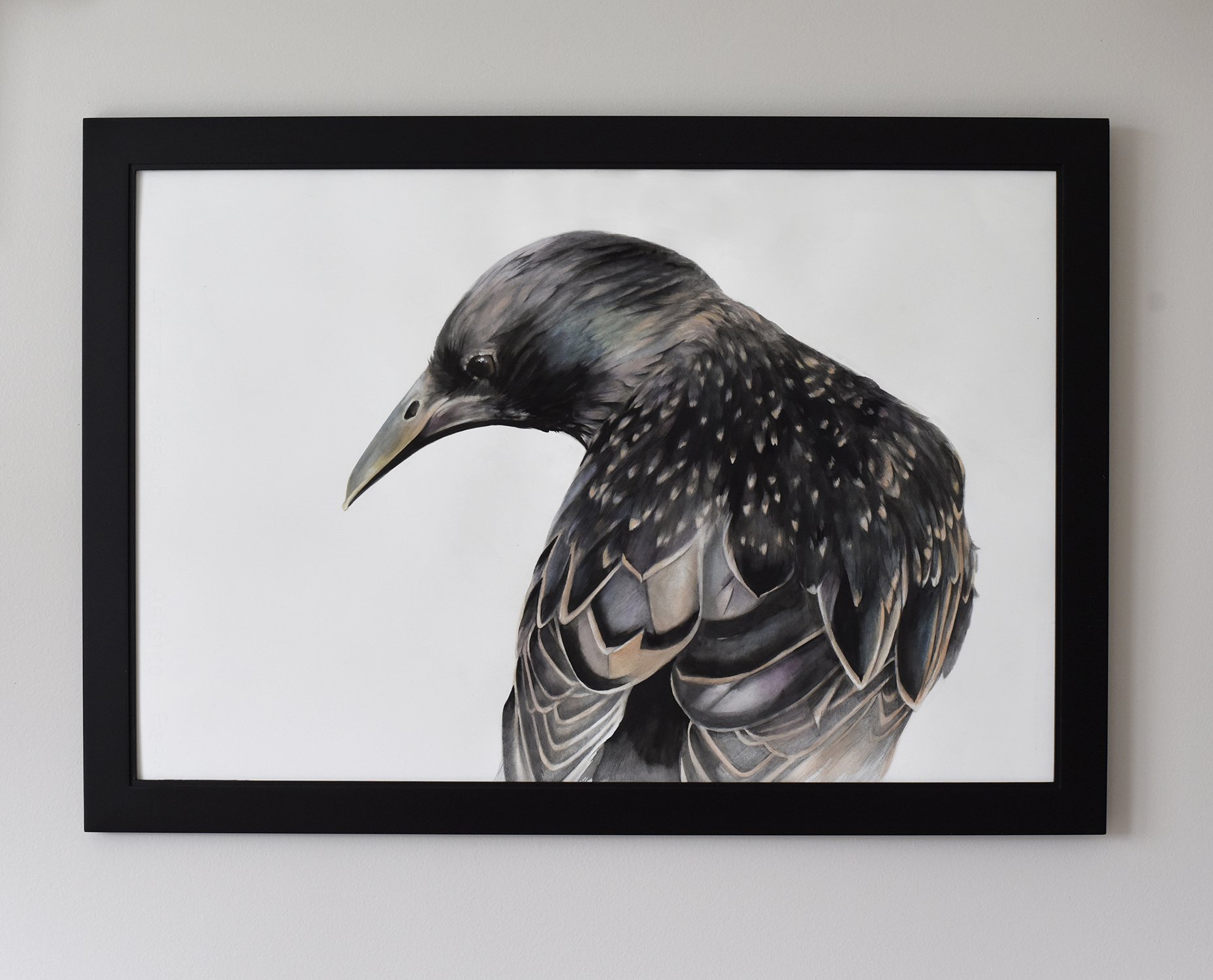 framed big starling.jpg