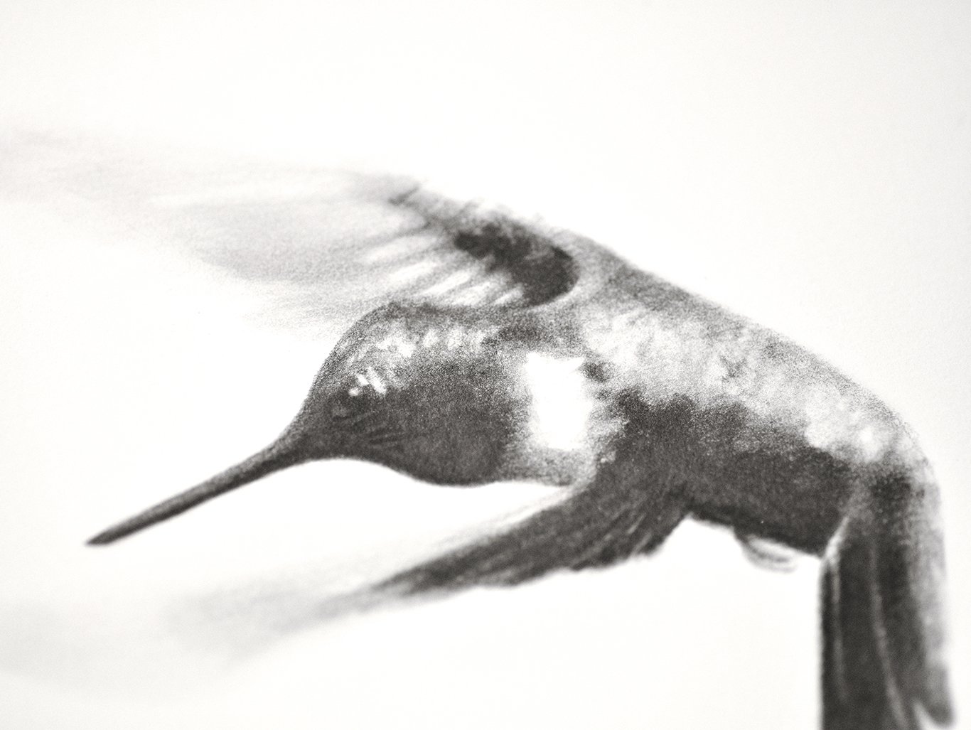 Hummingbird drawing detail.jpg