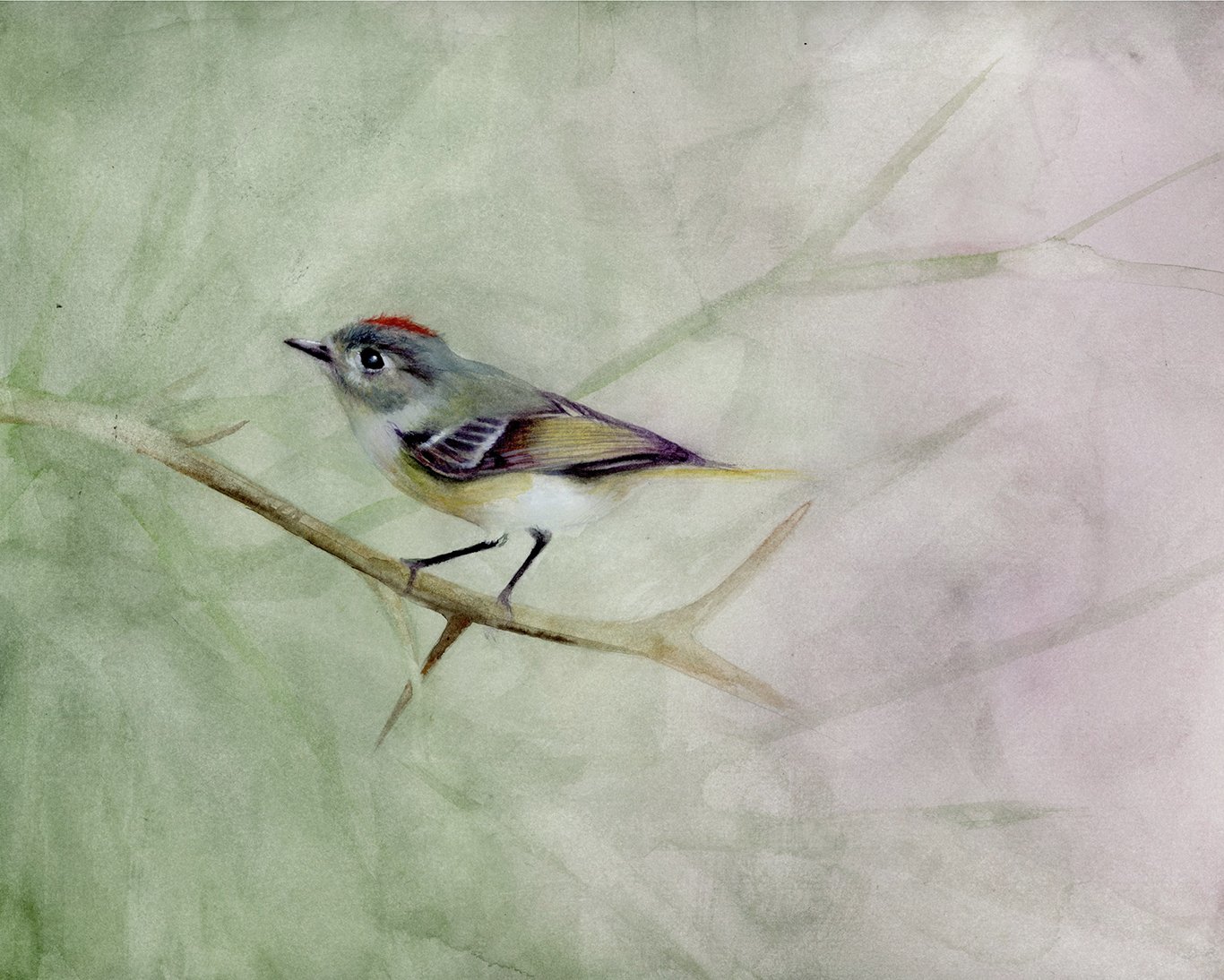 Ruby-Crowned Kinglet