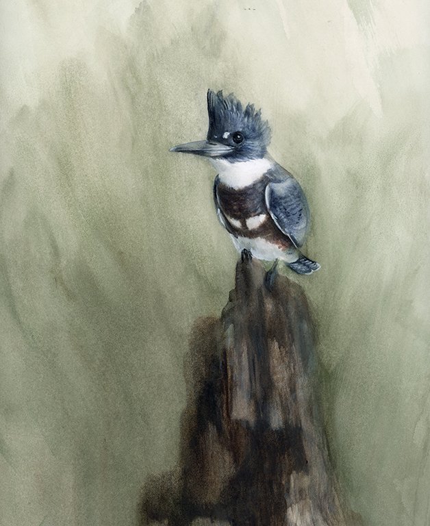 Kingfisher