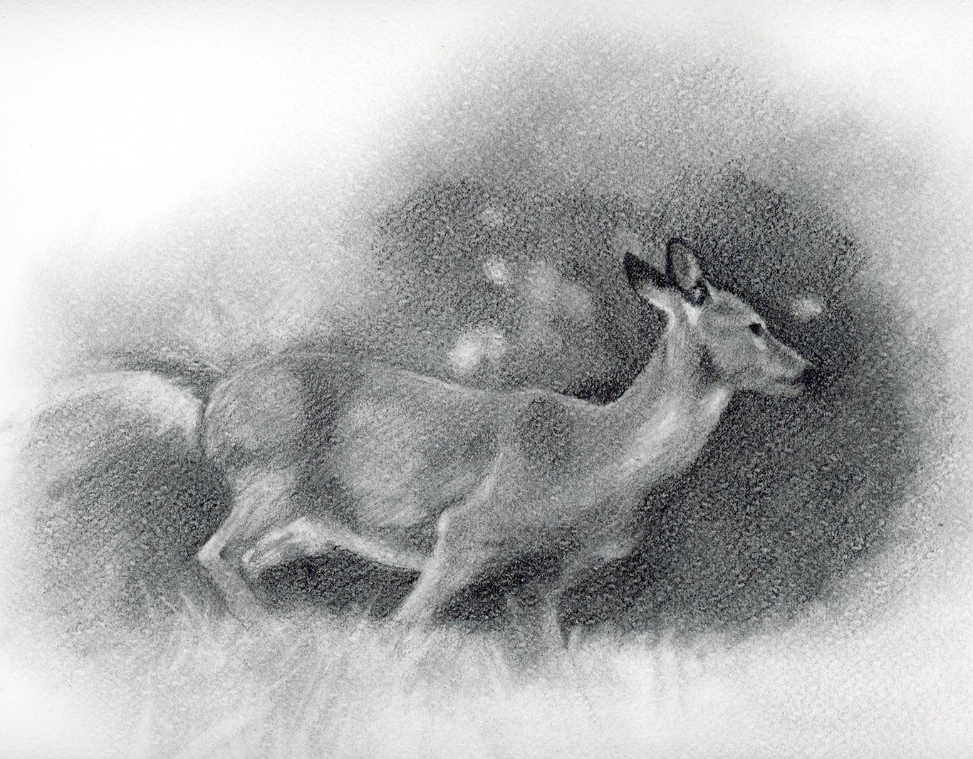 Deer at Dusk
