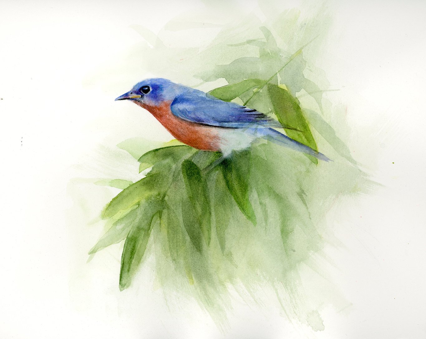 Eastern Bluebird Study