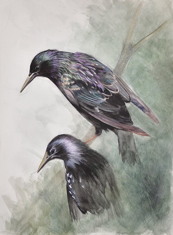 Starling Pair