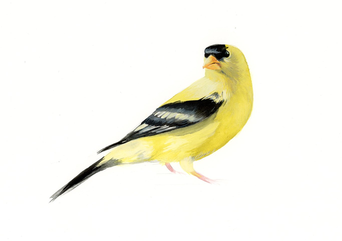 Goldfinch