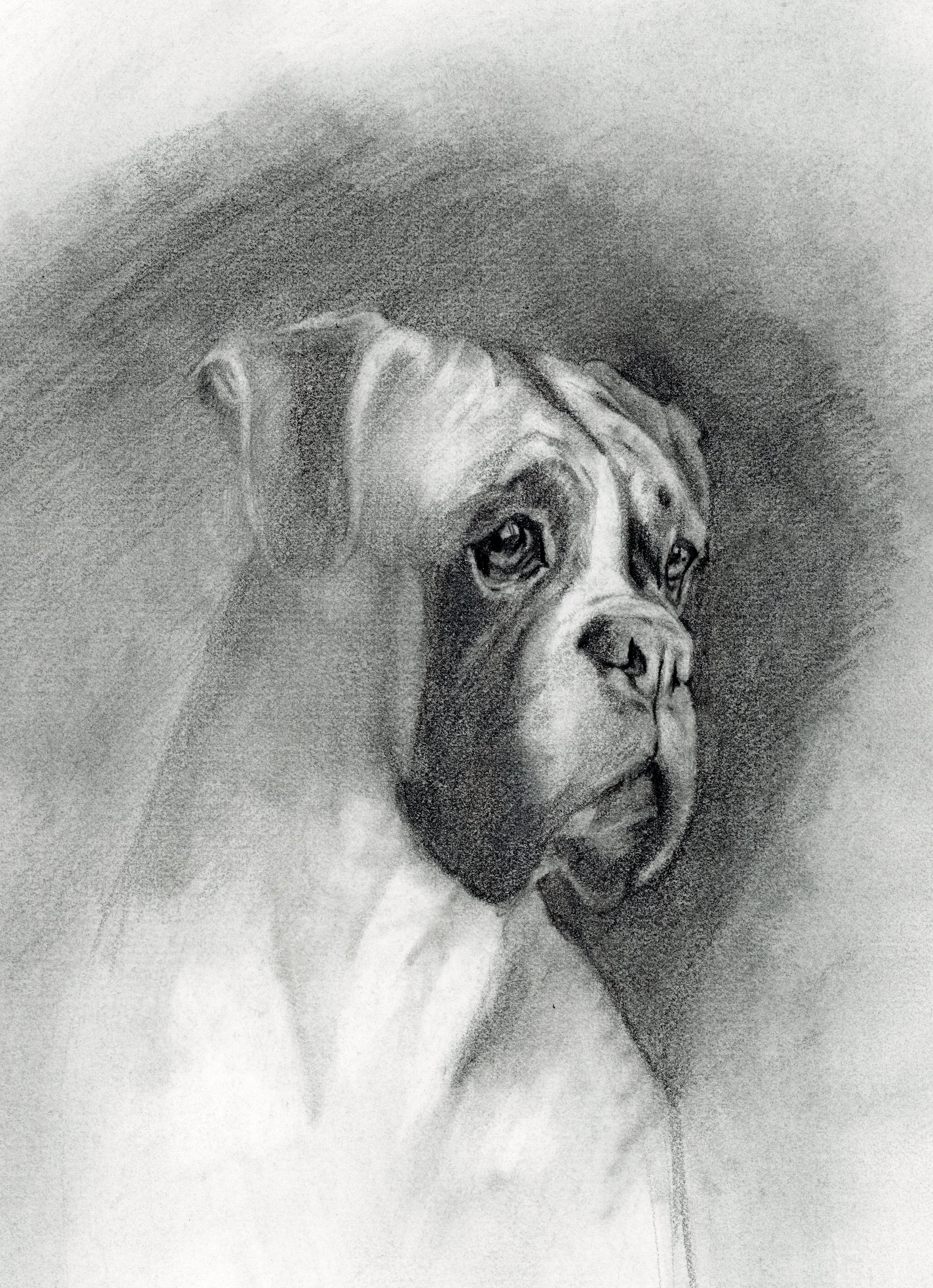 Black and white drawing of a dog, possibly a bulldog, with a short snout, big eyes, and drooping jowls.