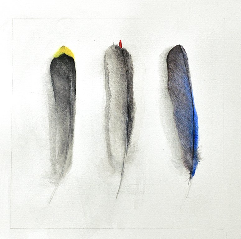 feathers.jpg