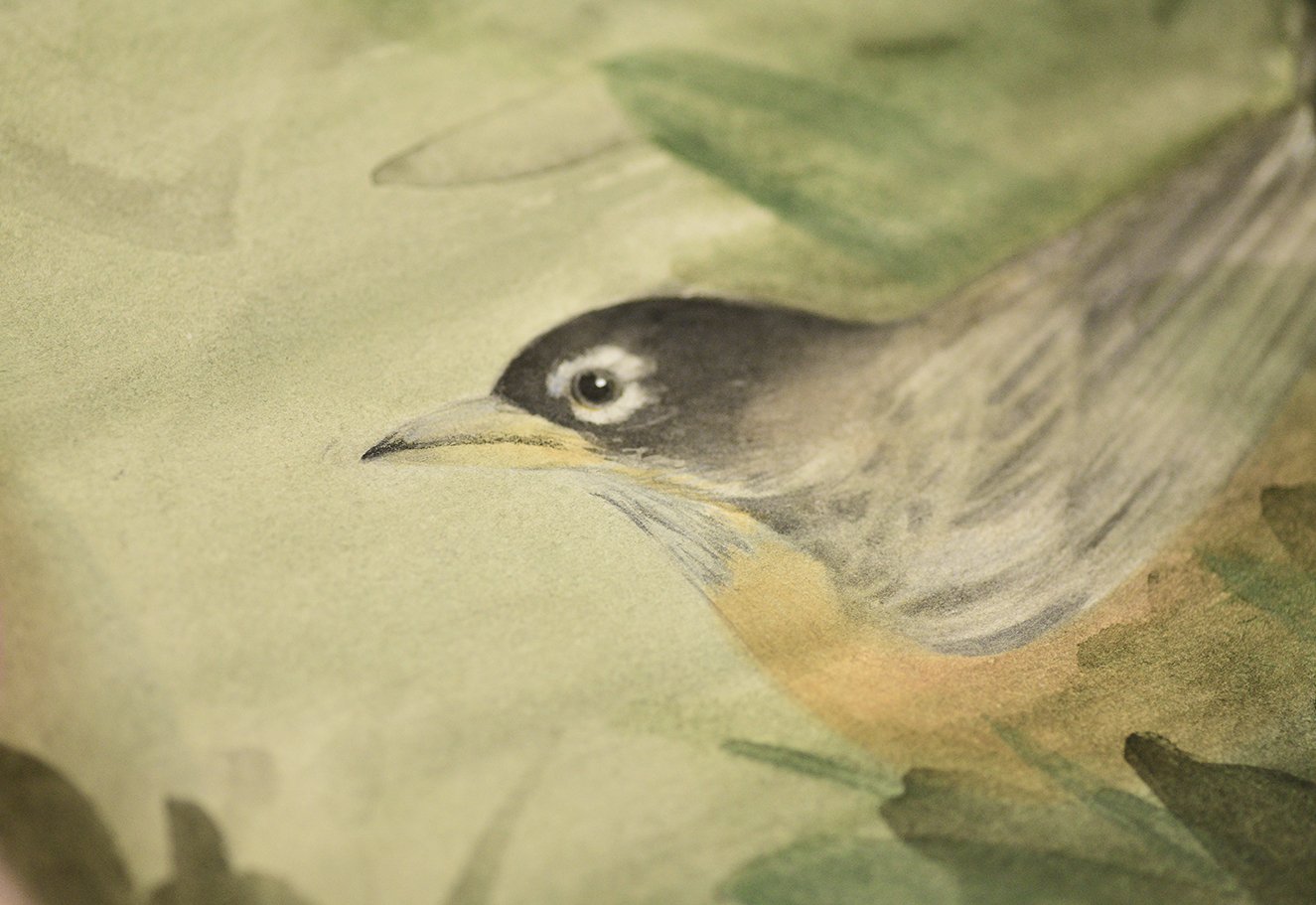 Robin Study Detail.jpg