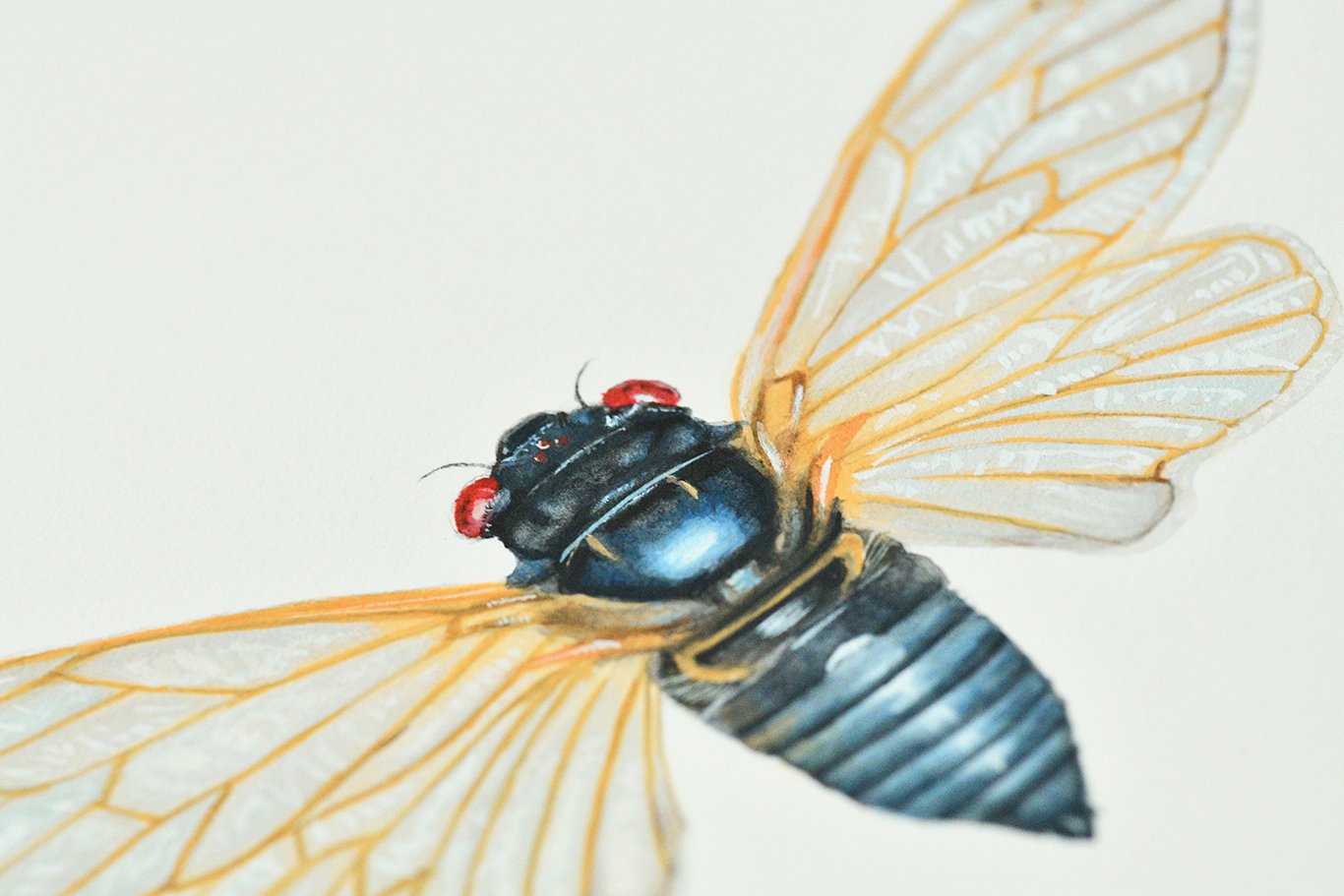 Periodical Cicada detail.jpg