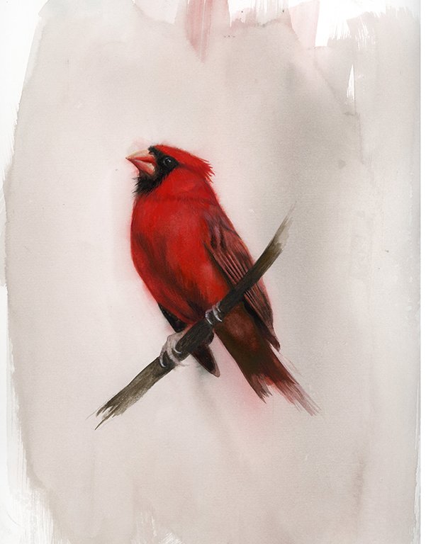 Dreamy Cardinal