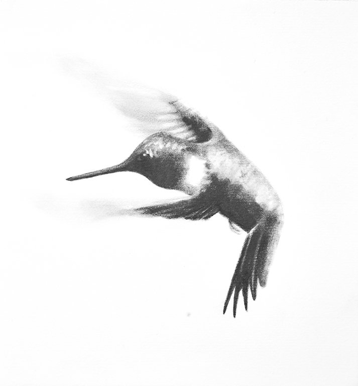 Hummingbird drawing.jpg