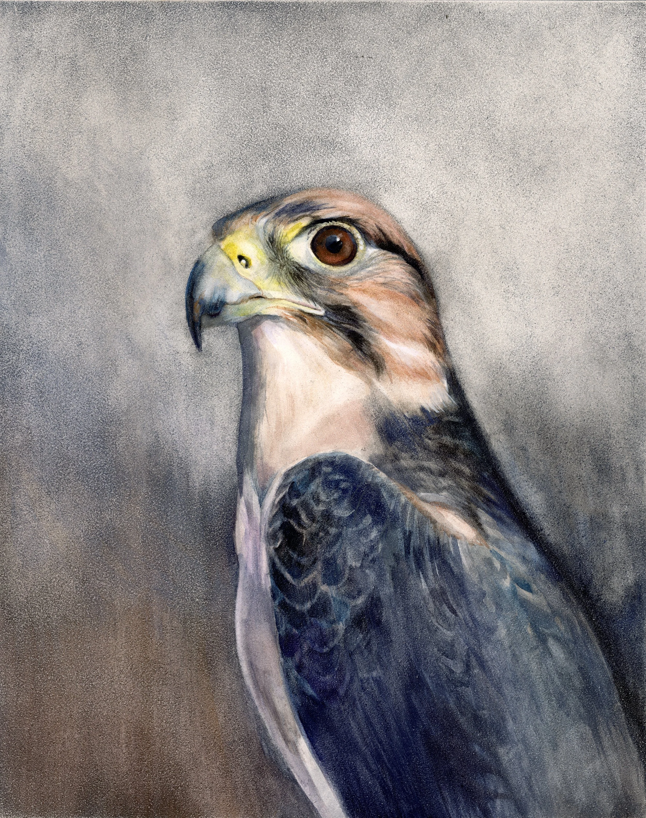 Lanner Falcon Study