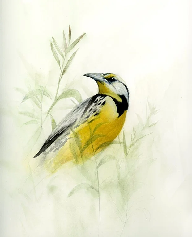 A watercolor painting of a yellow and black bird perched on a branch with green foliage.