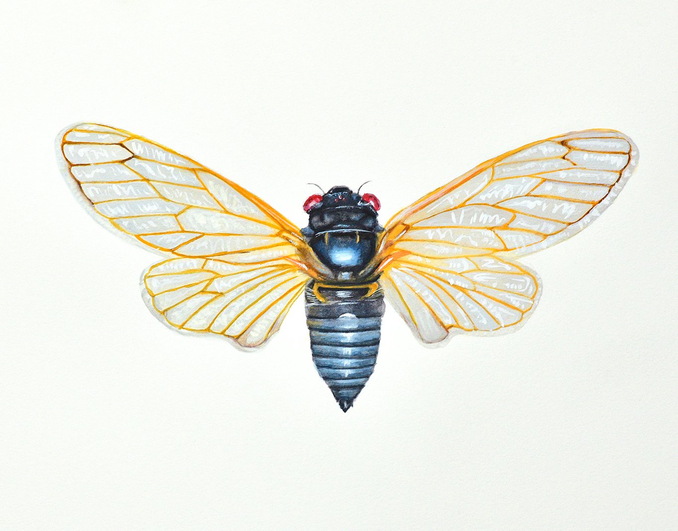 Periodical Cicada.jpg