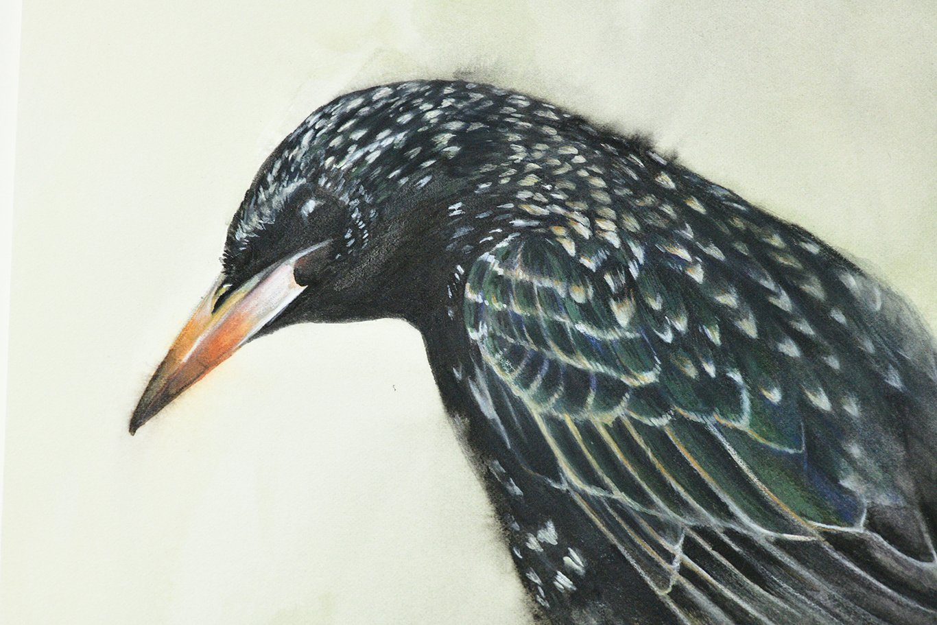 Starling Stare Detail.jpg