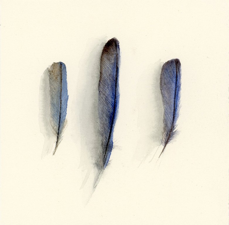 Eastern Bluebird feathers
