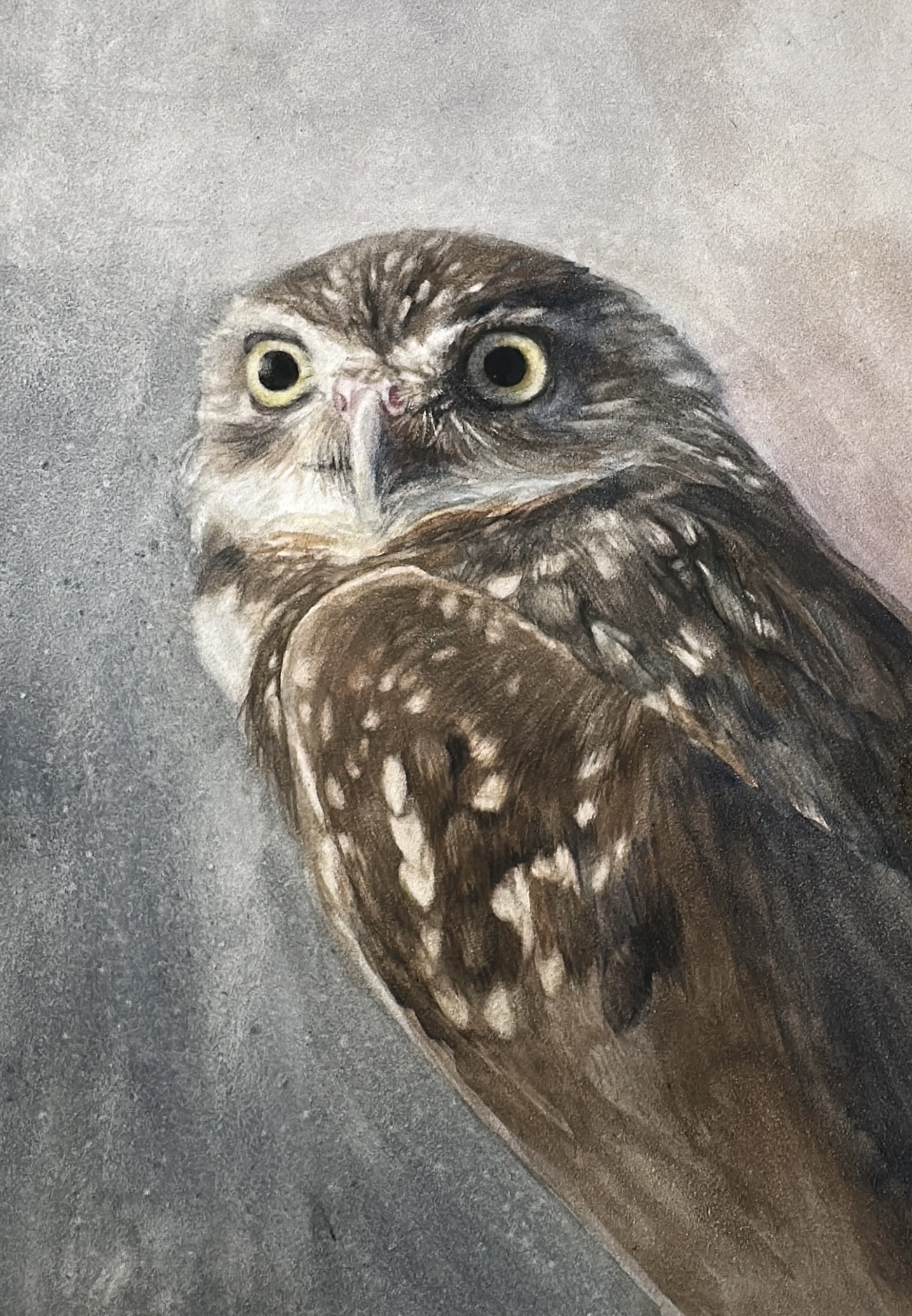 Painting of a brown and white owl with large yellow eyes, looking to the viewer's left against a textured gray background.