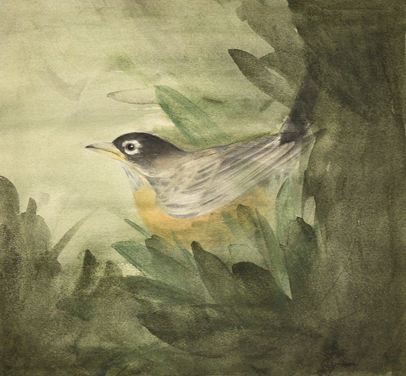 Robin Study.jpg