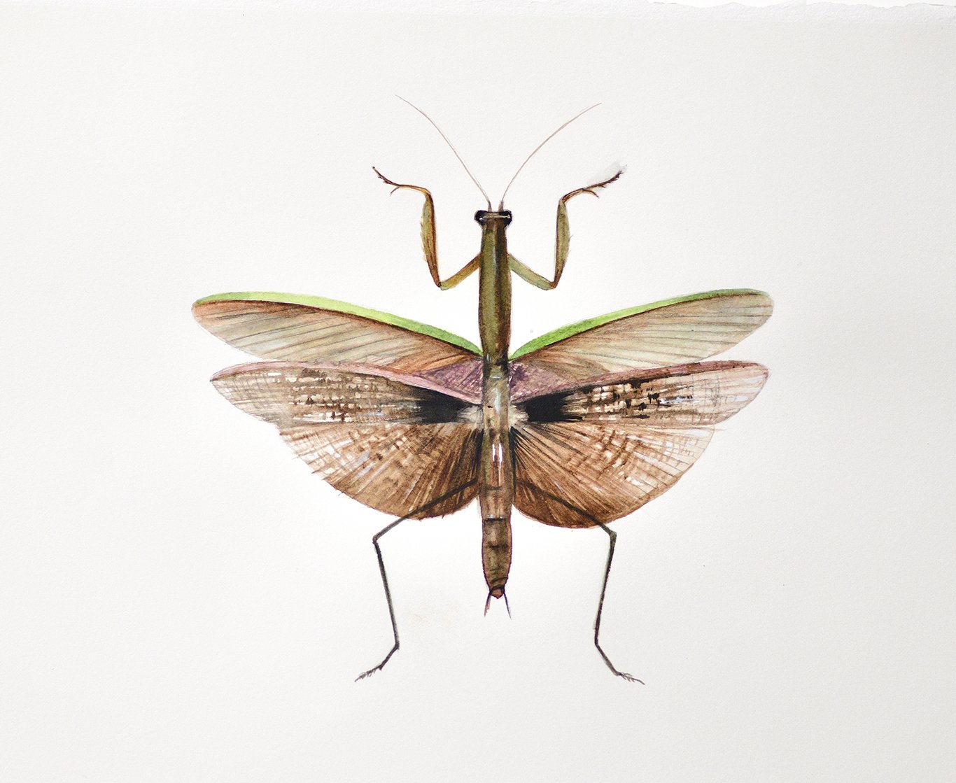 Praying Mantis