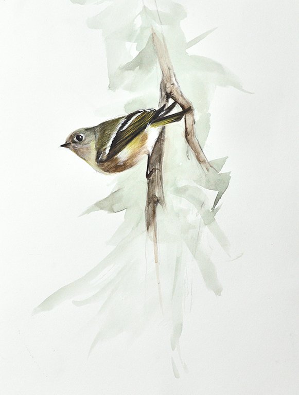 Ruby Crowned Kinglet.jpg