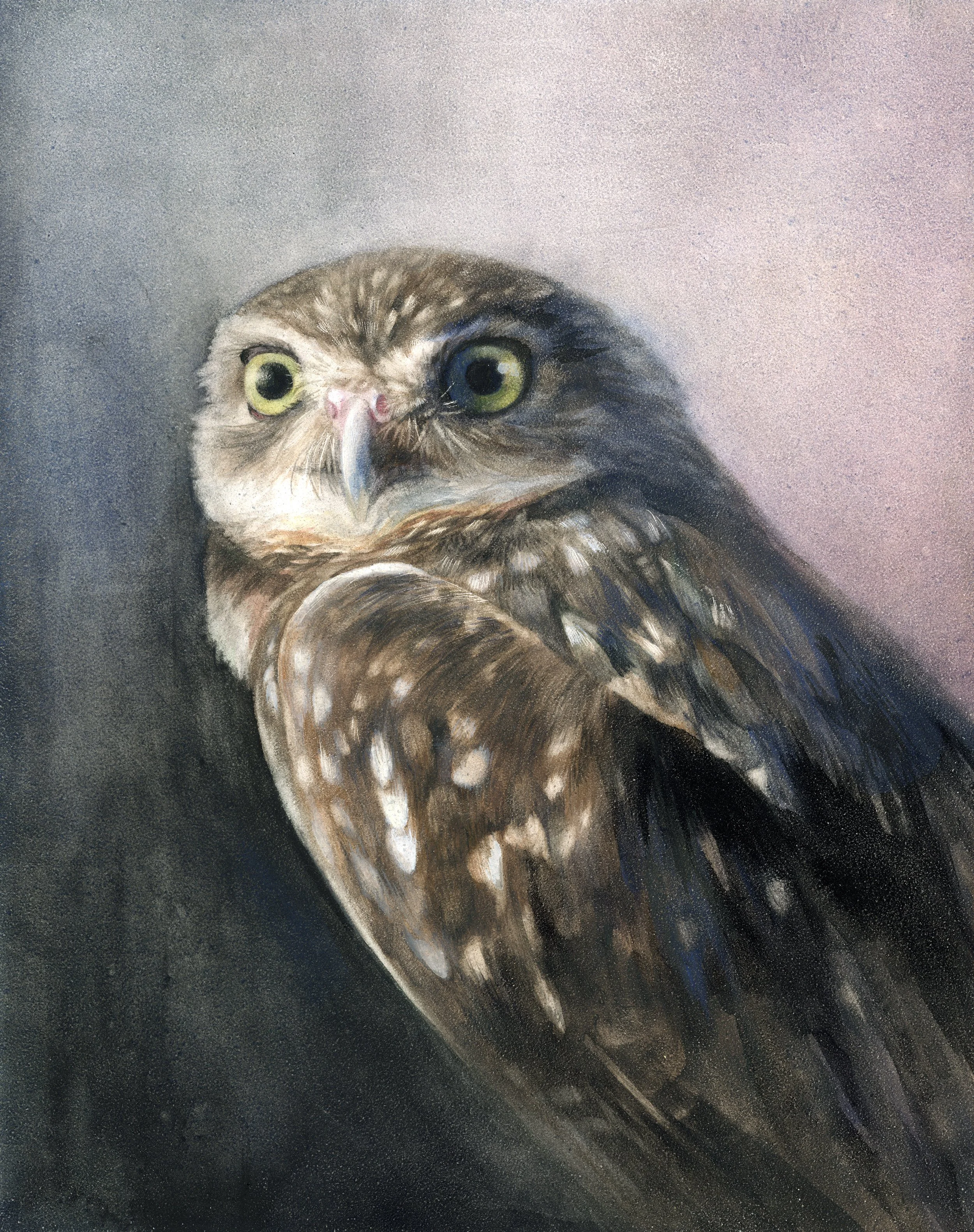 burrowing owl on panel.jpg