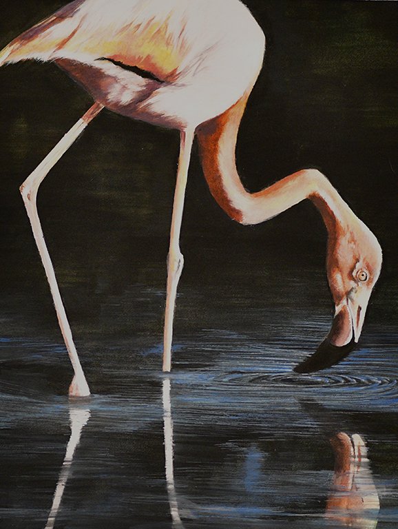 Flamingo.jpg