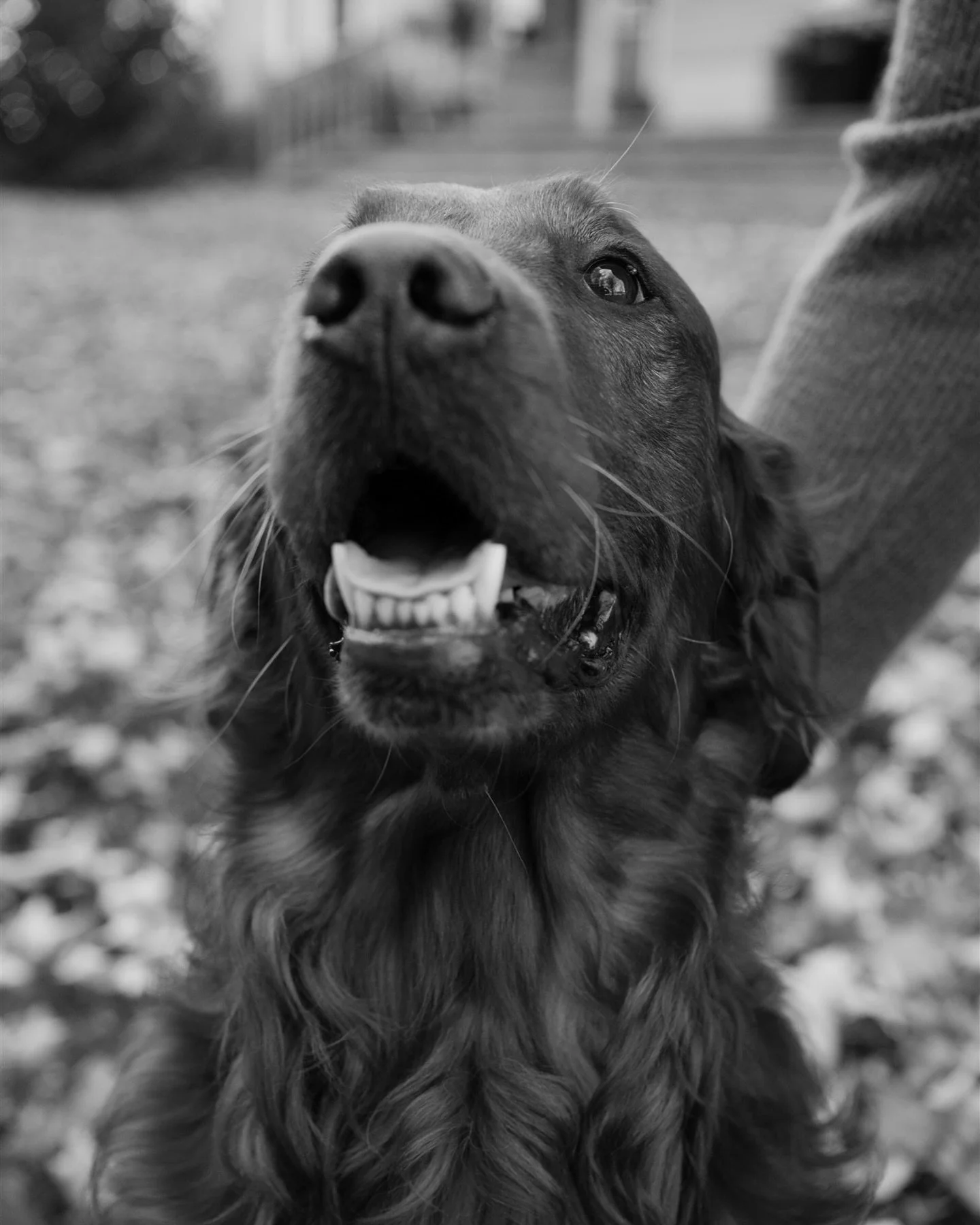 Last week I photographed probably one of the more emotional sessions I’ve shot in a while. I received a text from Alyssa a week before letting me know her sweet boy Lloyd’s time was coming to end and wanted to know if I could photograph h