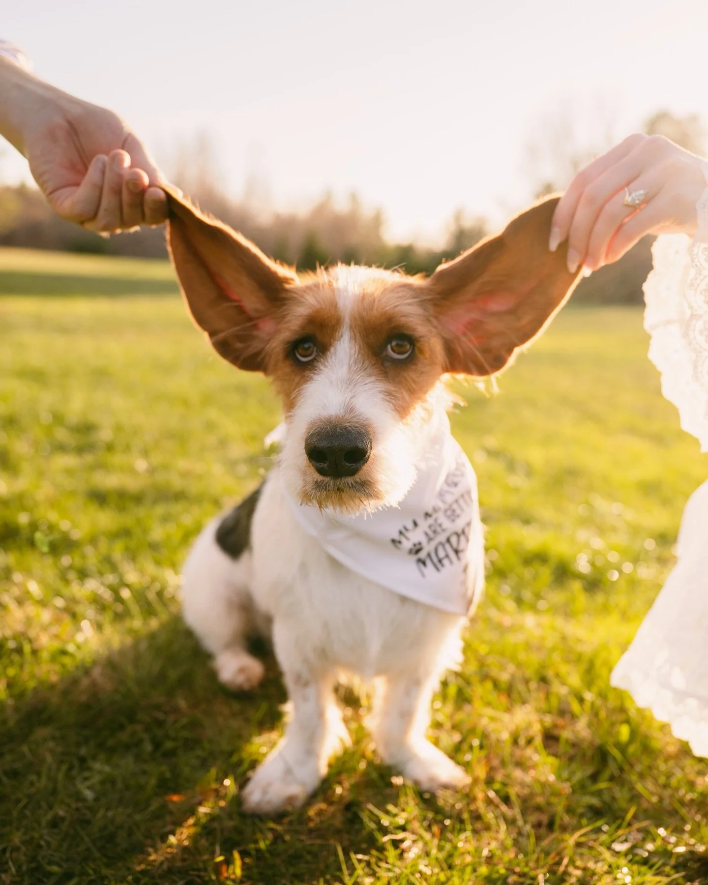 first engagement session of 2026 with GRASS 😭☀️

I love starting a session in the evening with some harsh light and letting it flow into golden hour!!! A little bit of both is chefs kiss. Willow also made the session a whole vibe. I mean &mdash; LOO