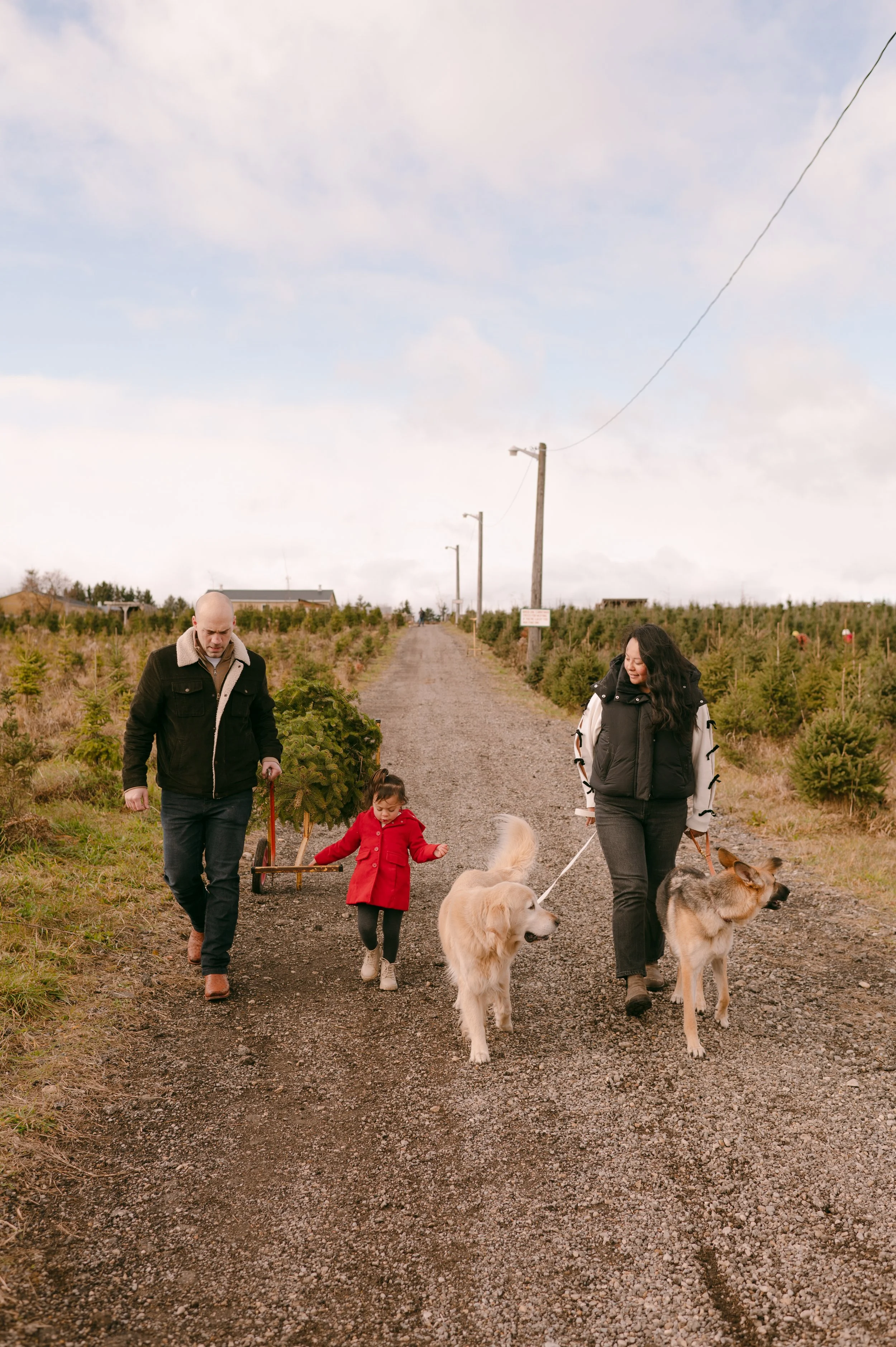 A family of four, including a man, a woman, a young girl, and two dogs, walking on a gravel path through a Christmas tree farm with small trees on either side, under a cloudy sky.