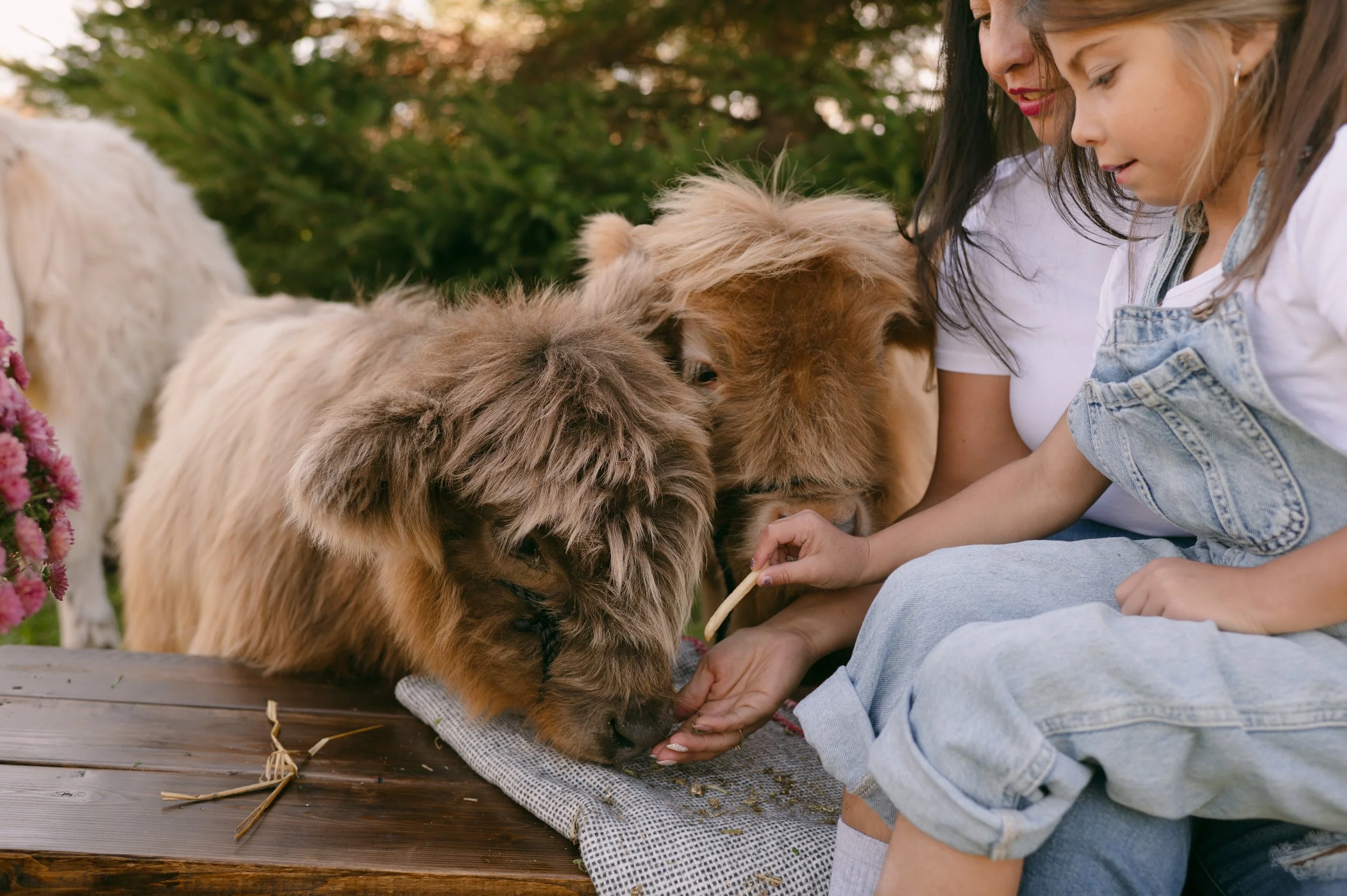 Two young girls and two fluffy dogs outside on a wooden platform with greenery in the background, feeding and petting the dogs.