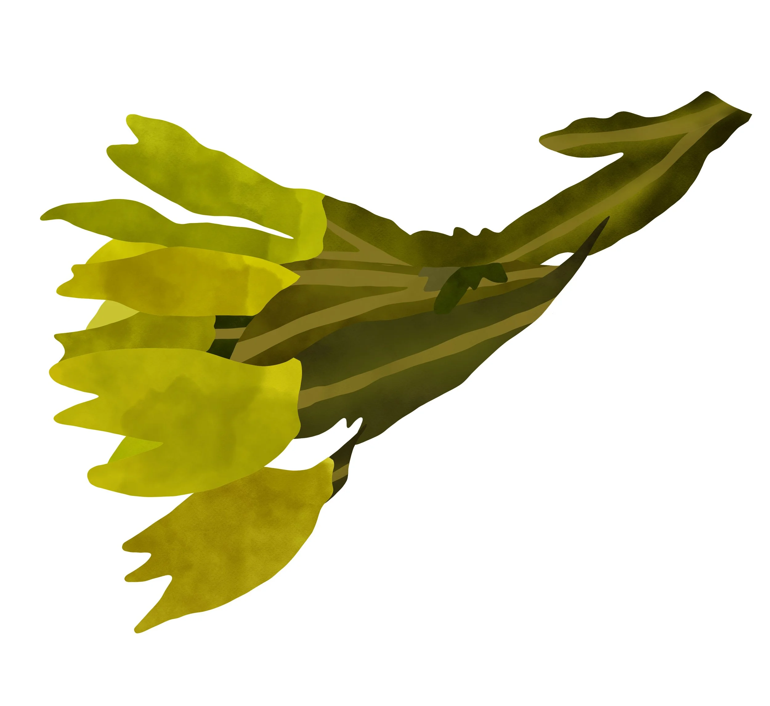 jordan-kushins-ocean-beach-san-francisco-kelp-3 2.jpg