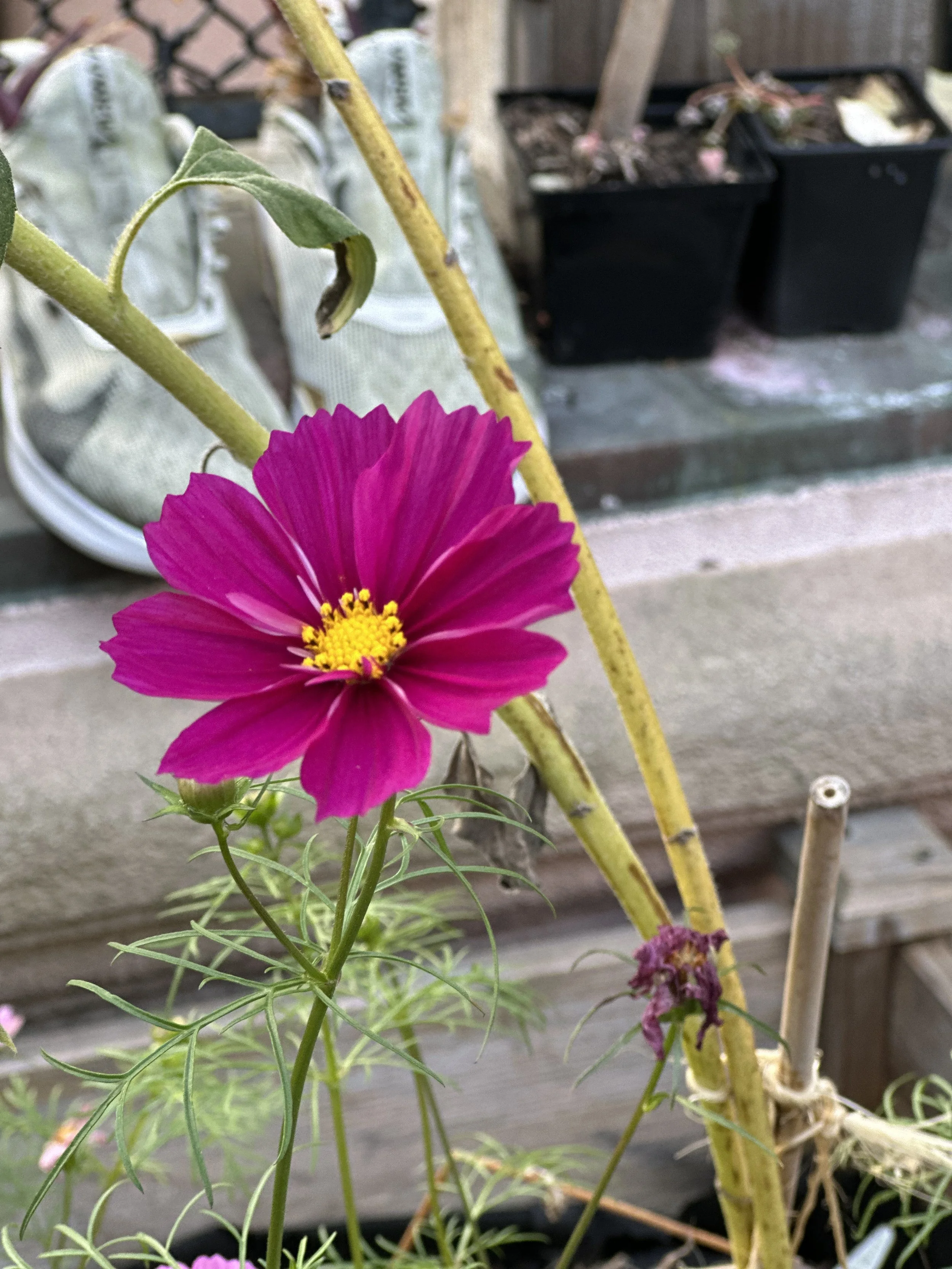 cosmos!