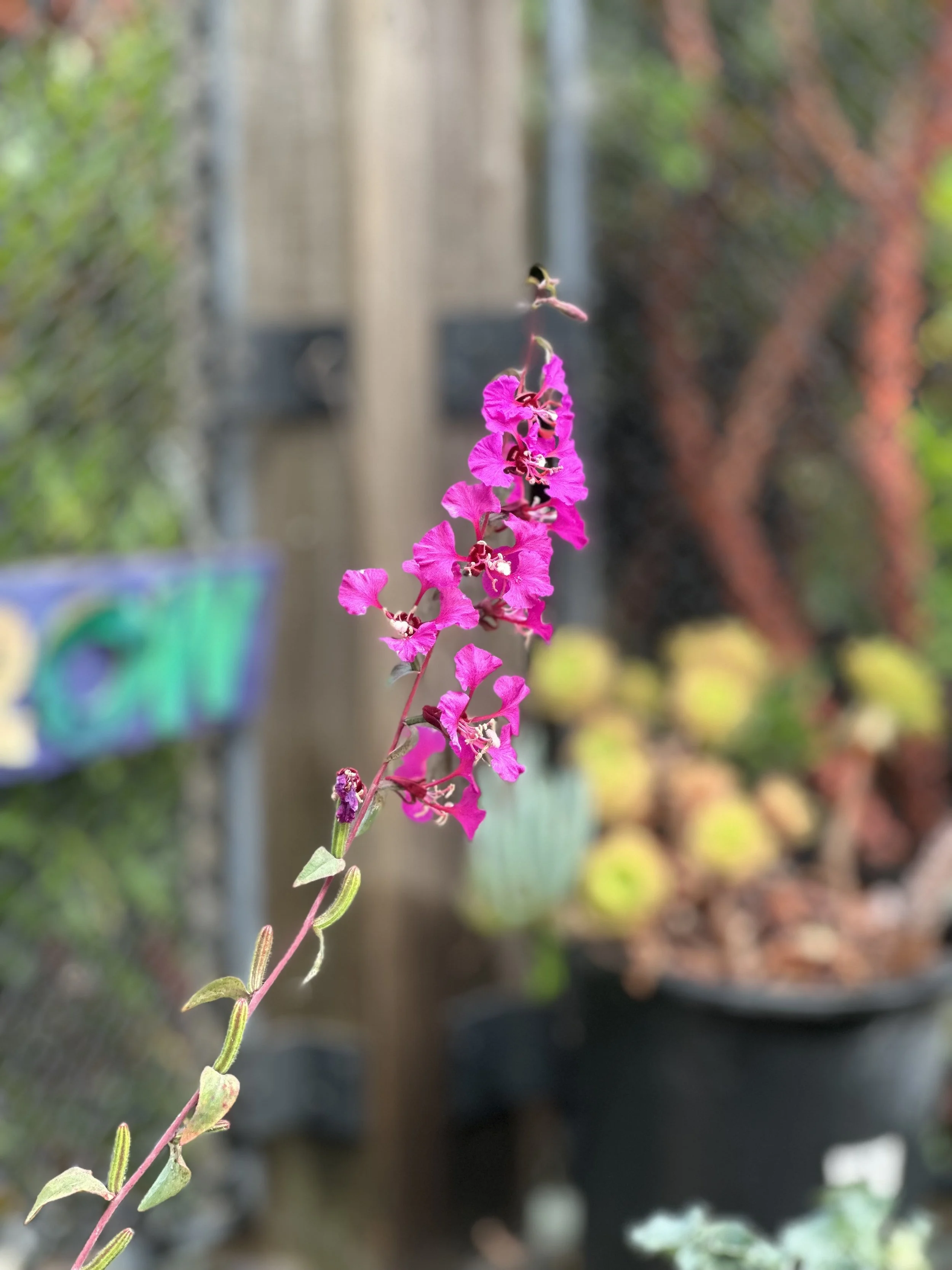 up-on-top-garden-club-summer-2025-IMG_0184 2.jpeg