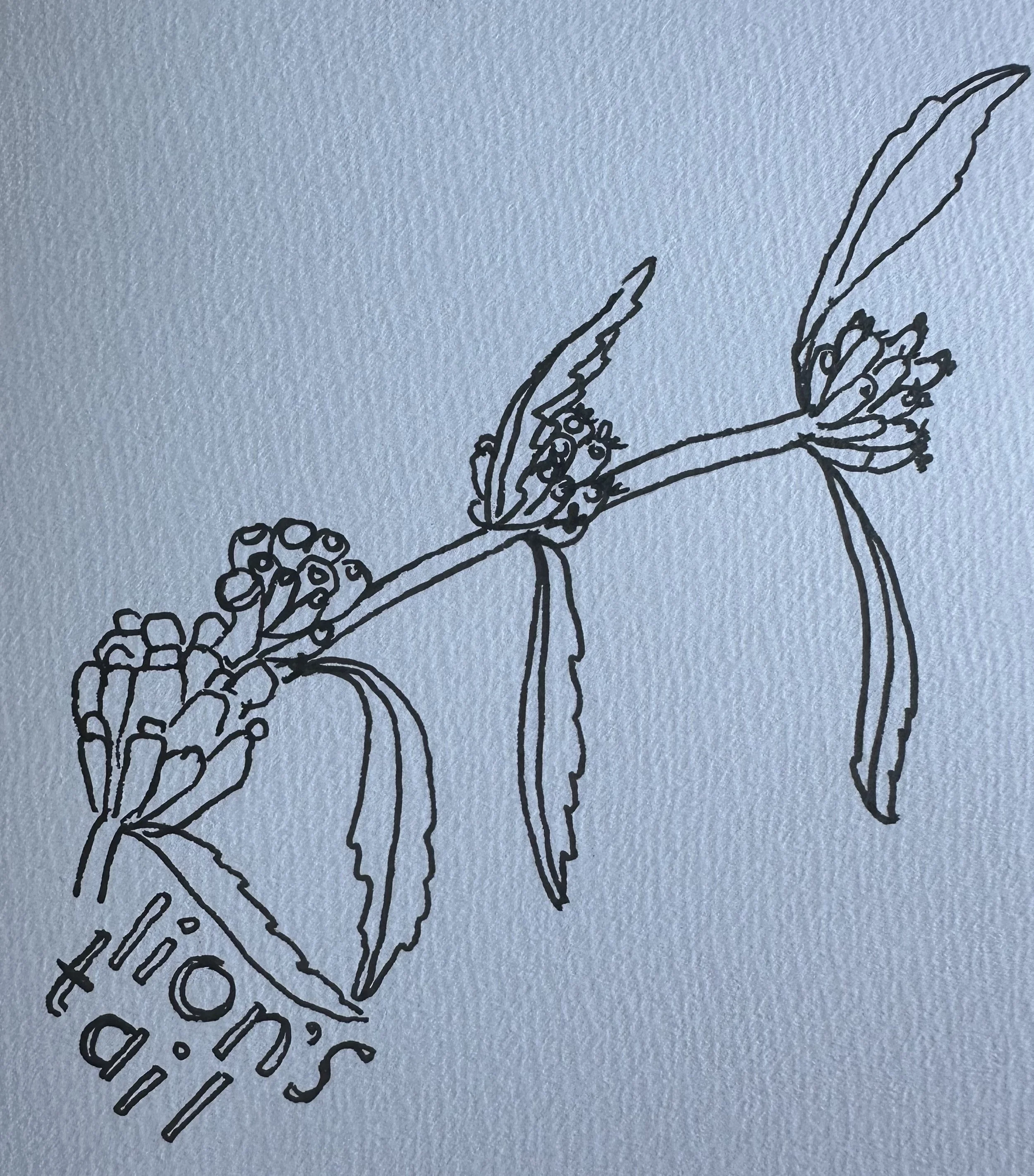 flower-sketch-IMG_1635.jpeg