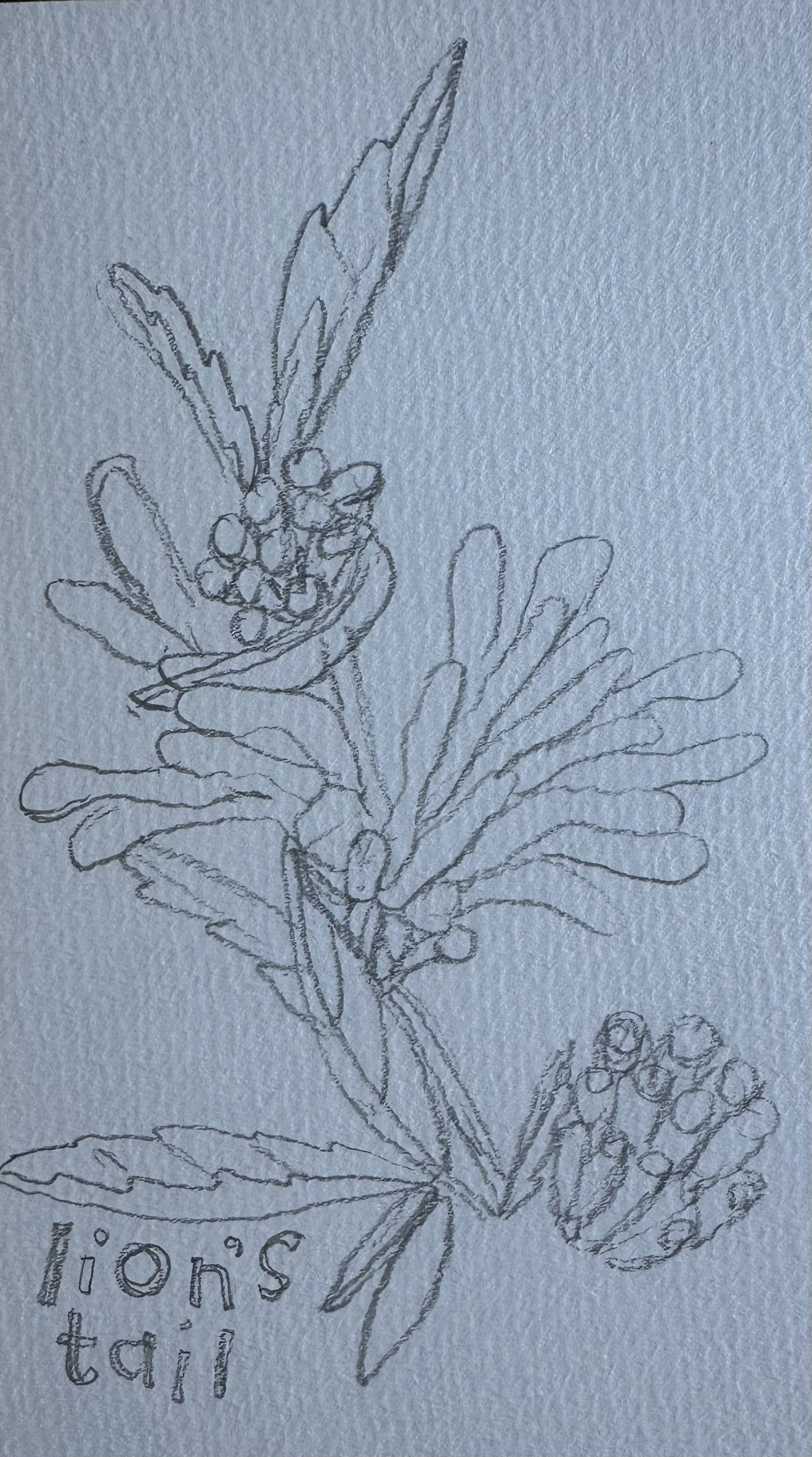 flower-sketch-IMG_1634.jpeg