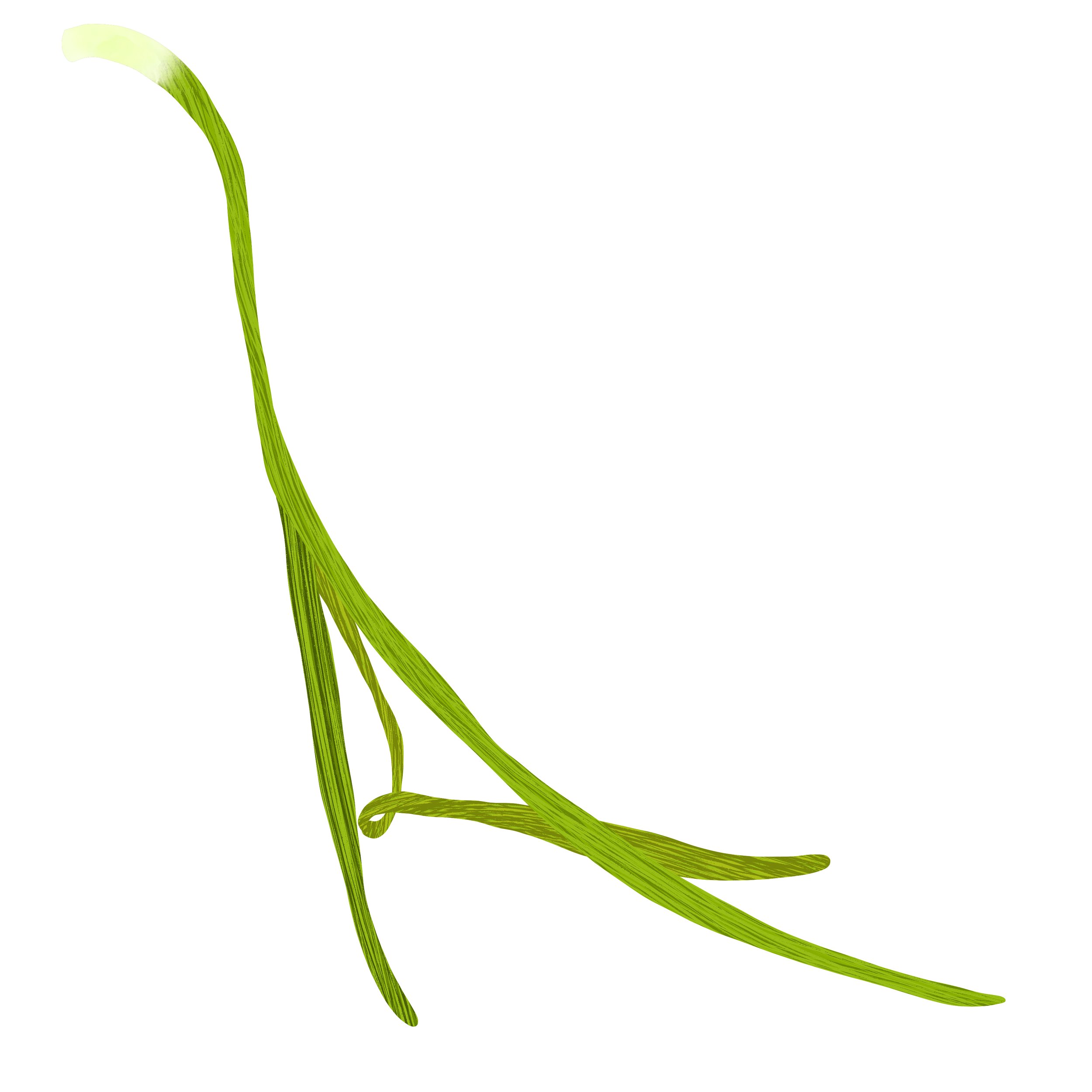 jordan-kushins-ocean beach-san-francisco-kelp-5.jpg