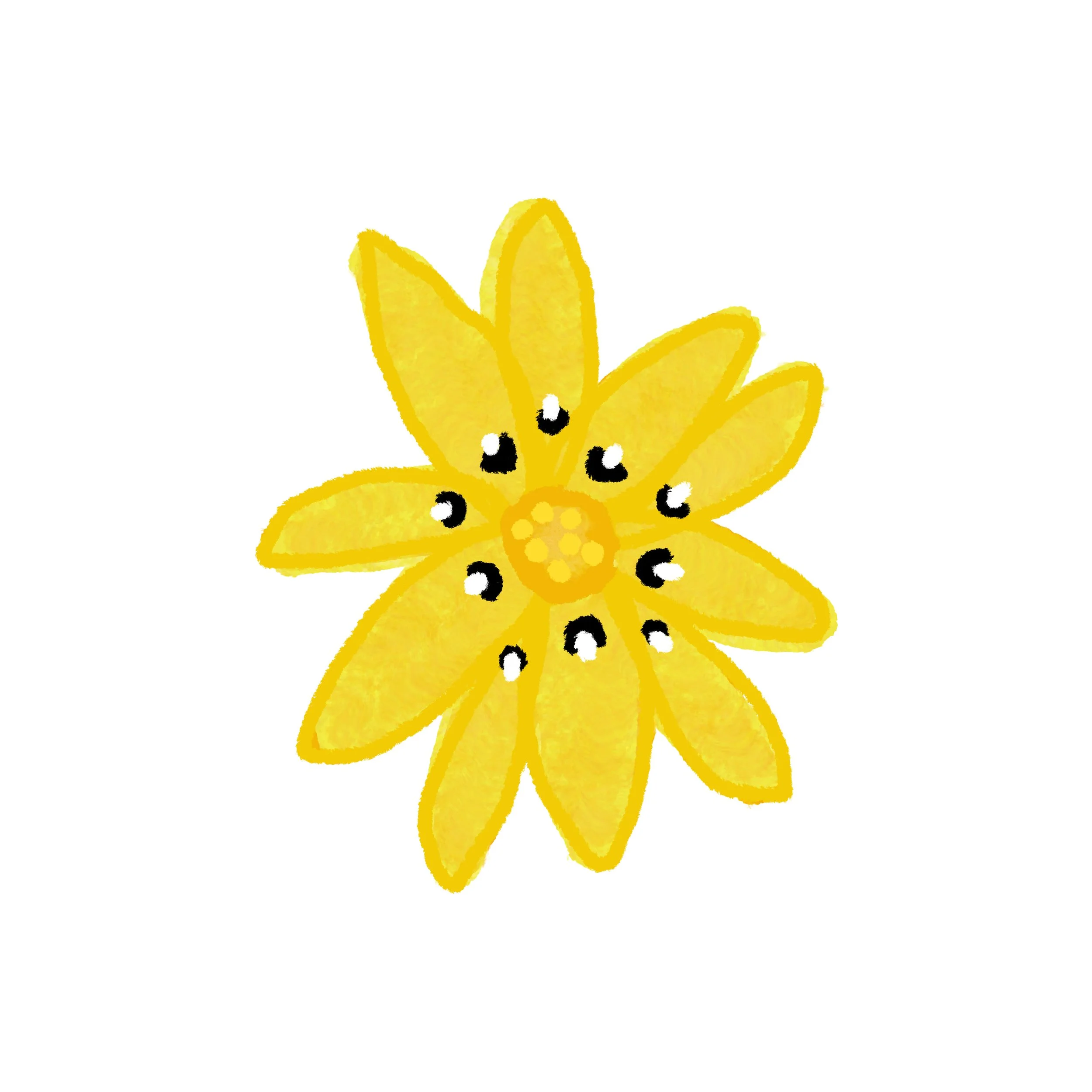jordan-kushins-garden-aster.jpg