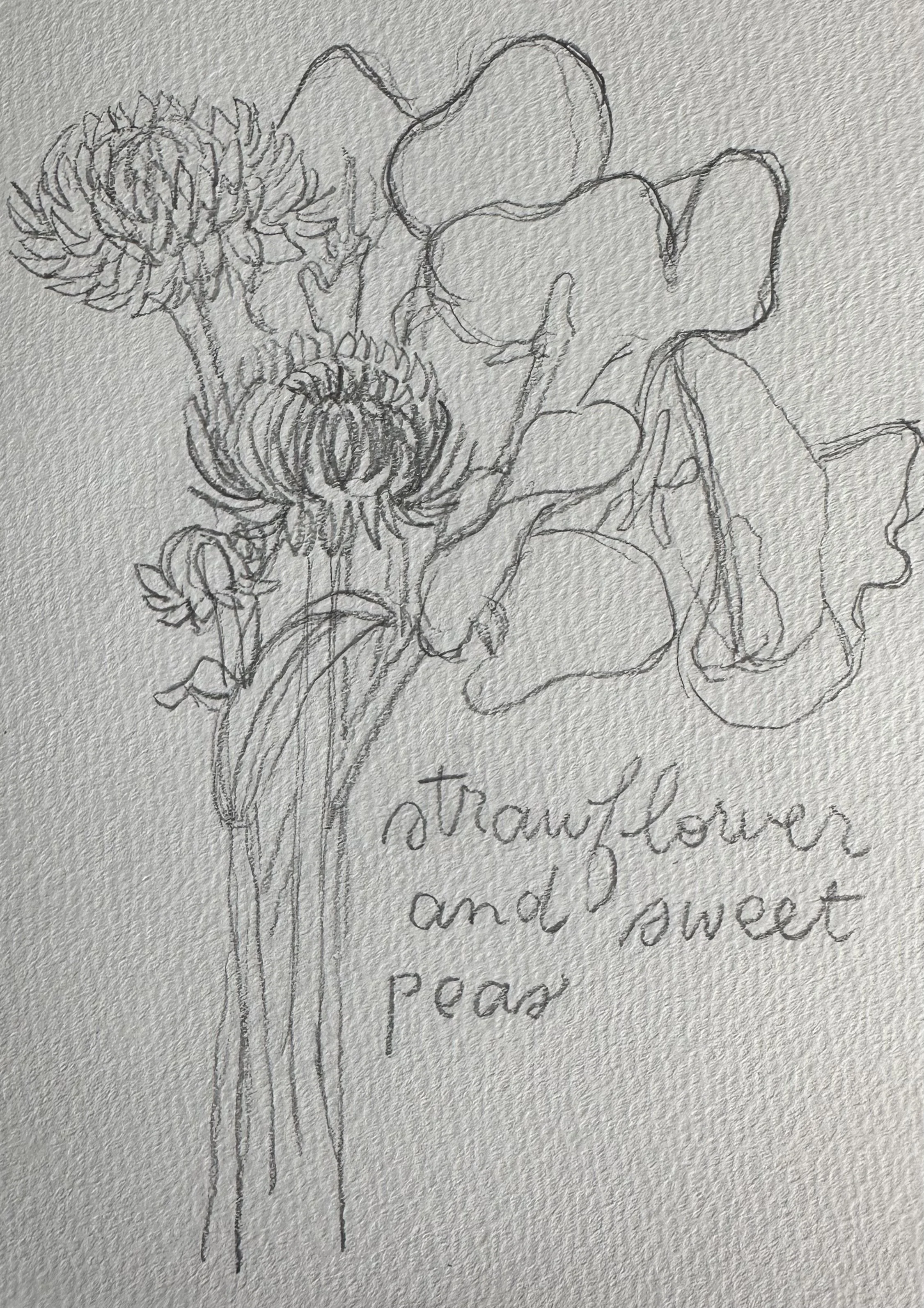 flower-sketches-IMG_1589.jpeg