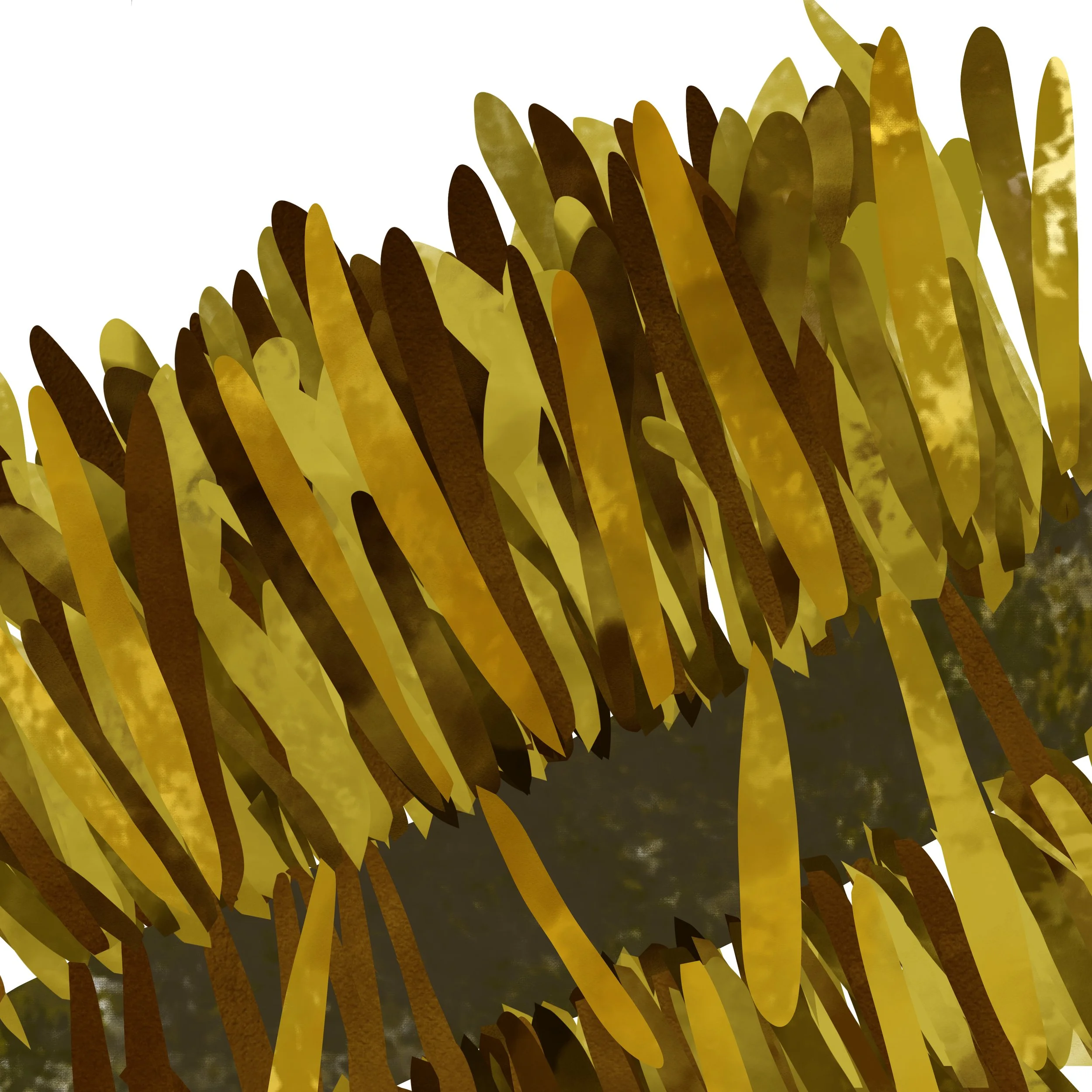 jordan-kushins-ocean-beach-san-francisco-kelp-1.jpg