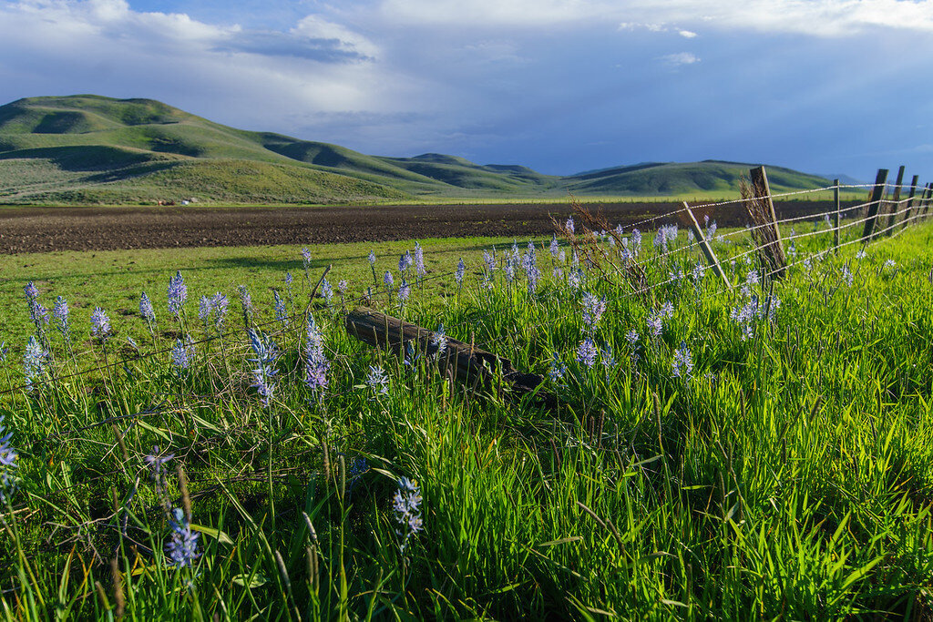 Discover Idaho's Wildflowers in Bloom: See Our Guide