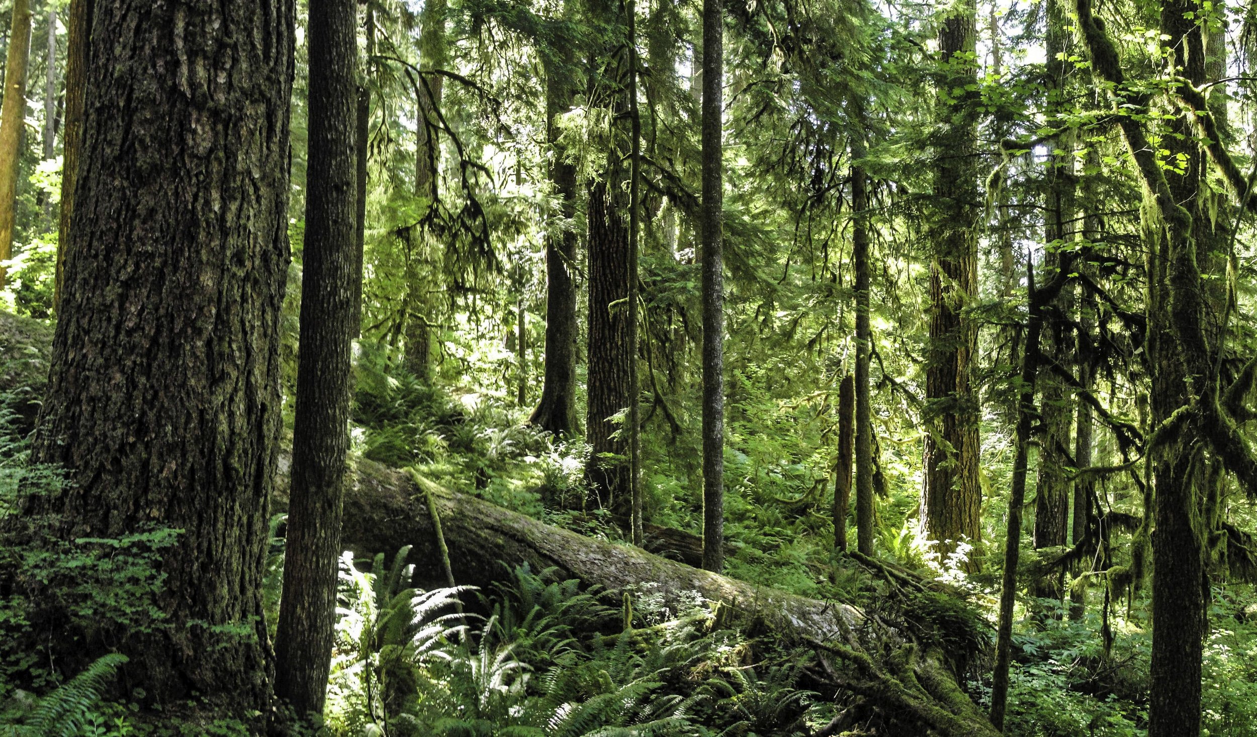 forest-at-olympic-national-park-washington.jpg