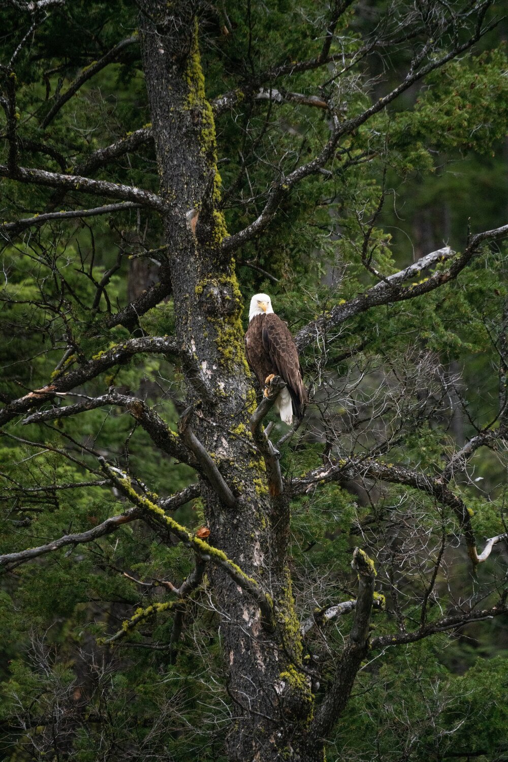 Michael+Bonocore+Bald+Eagle+Stanley+Idaho-1_small.jpeg